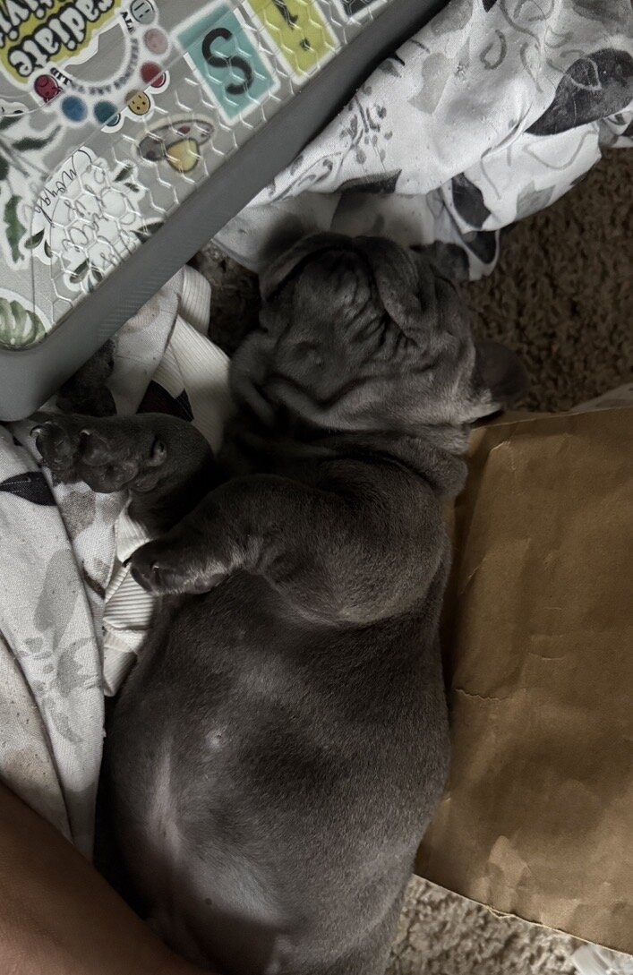 Frenchie image 3