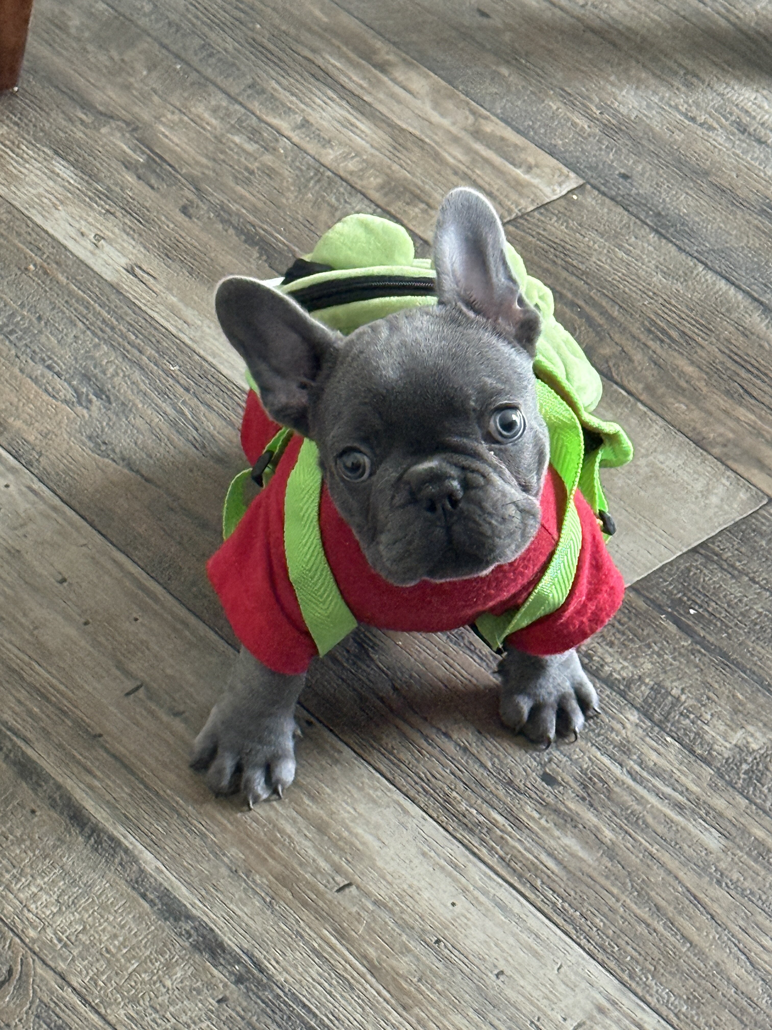 Frenchie image 1