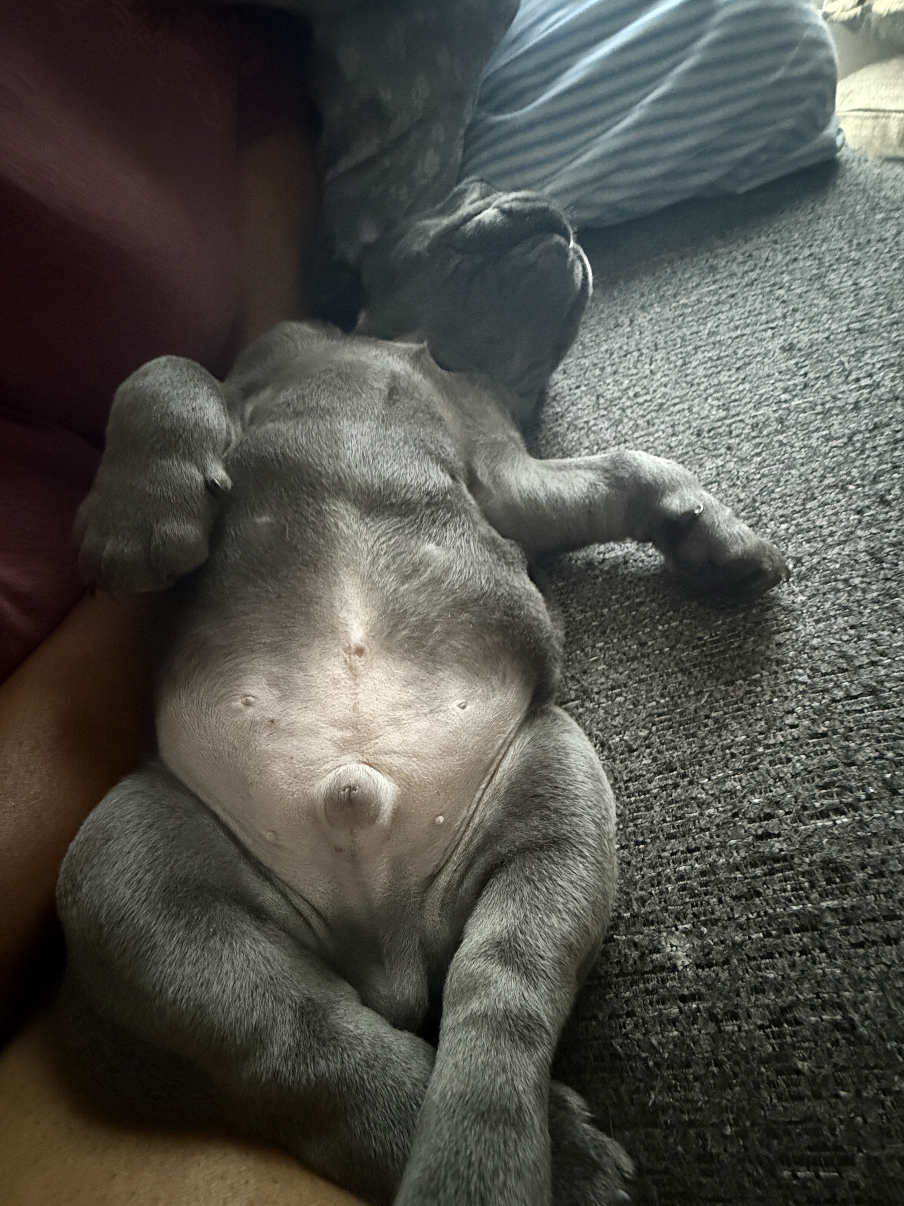 Frenchie image 2