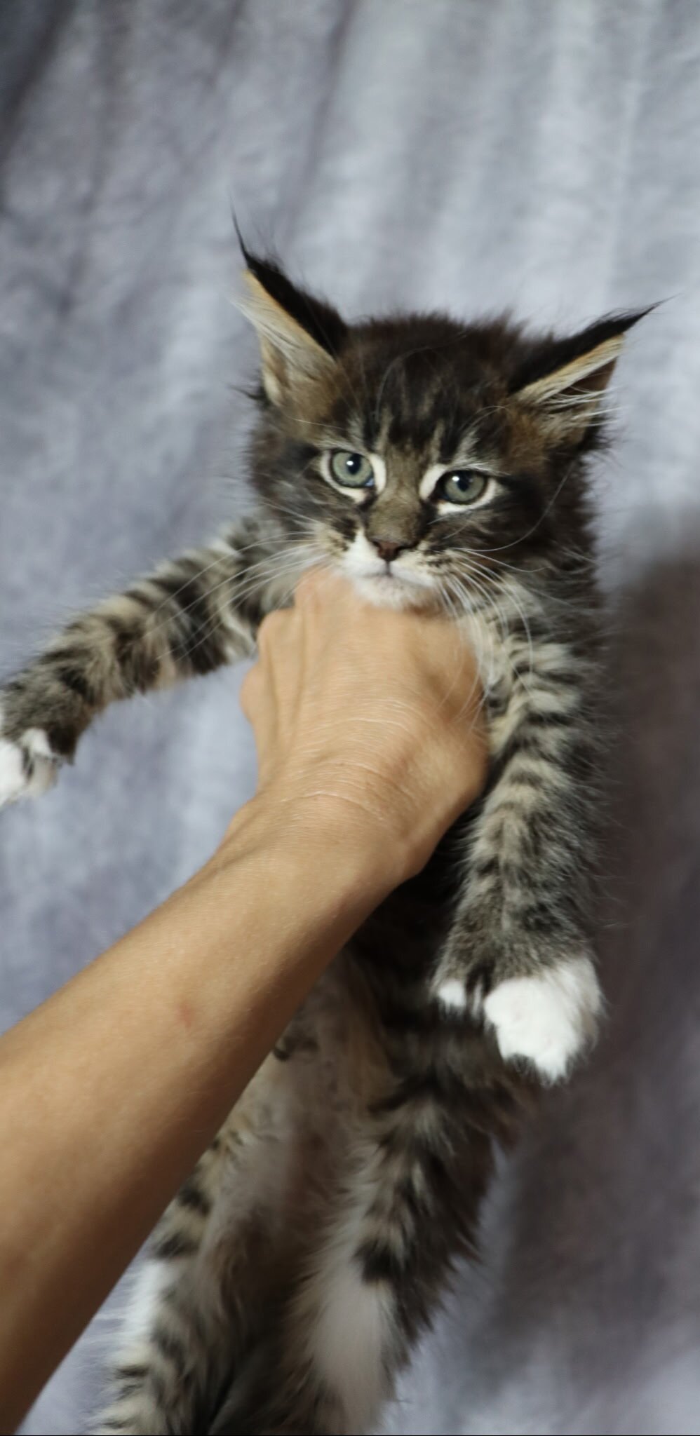 TICA REGISTERED Maine Coon Kitten image 1