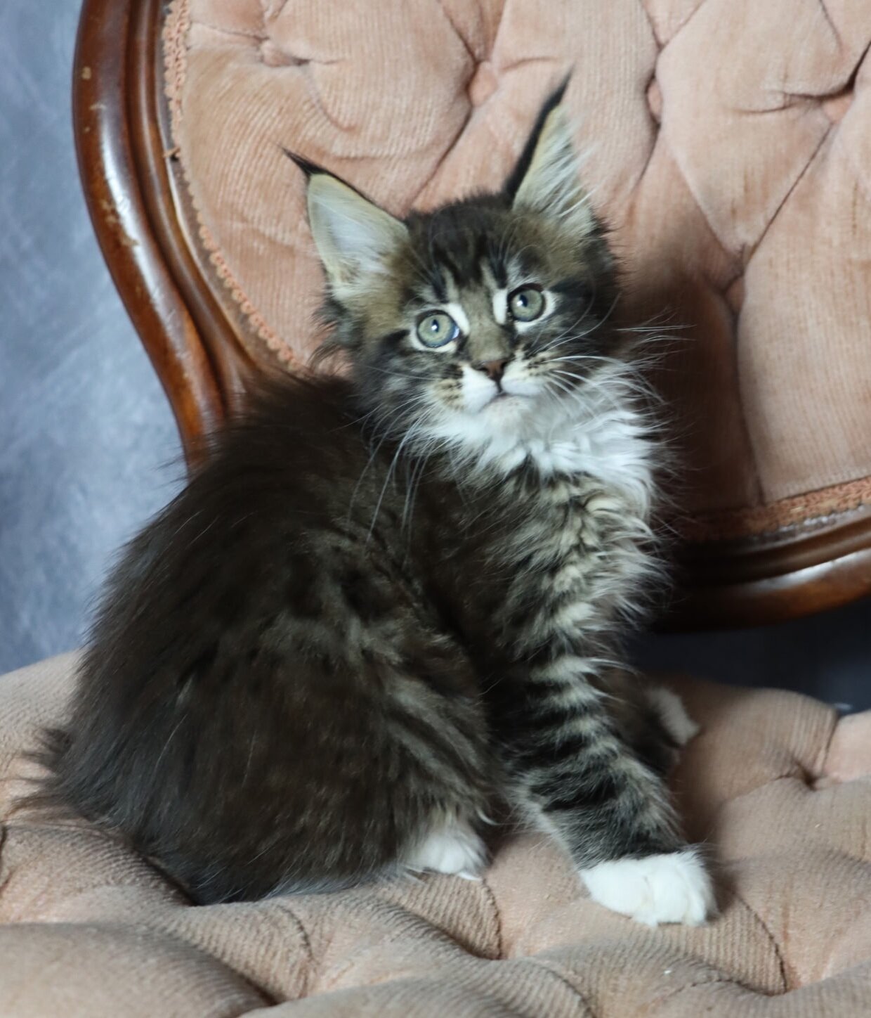TICA REGISTERED Maine Coon Kitten image 2