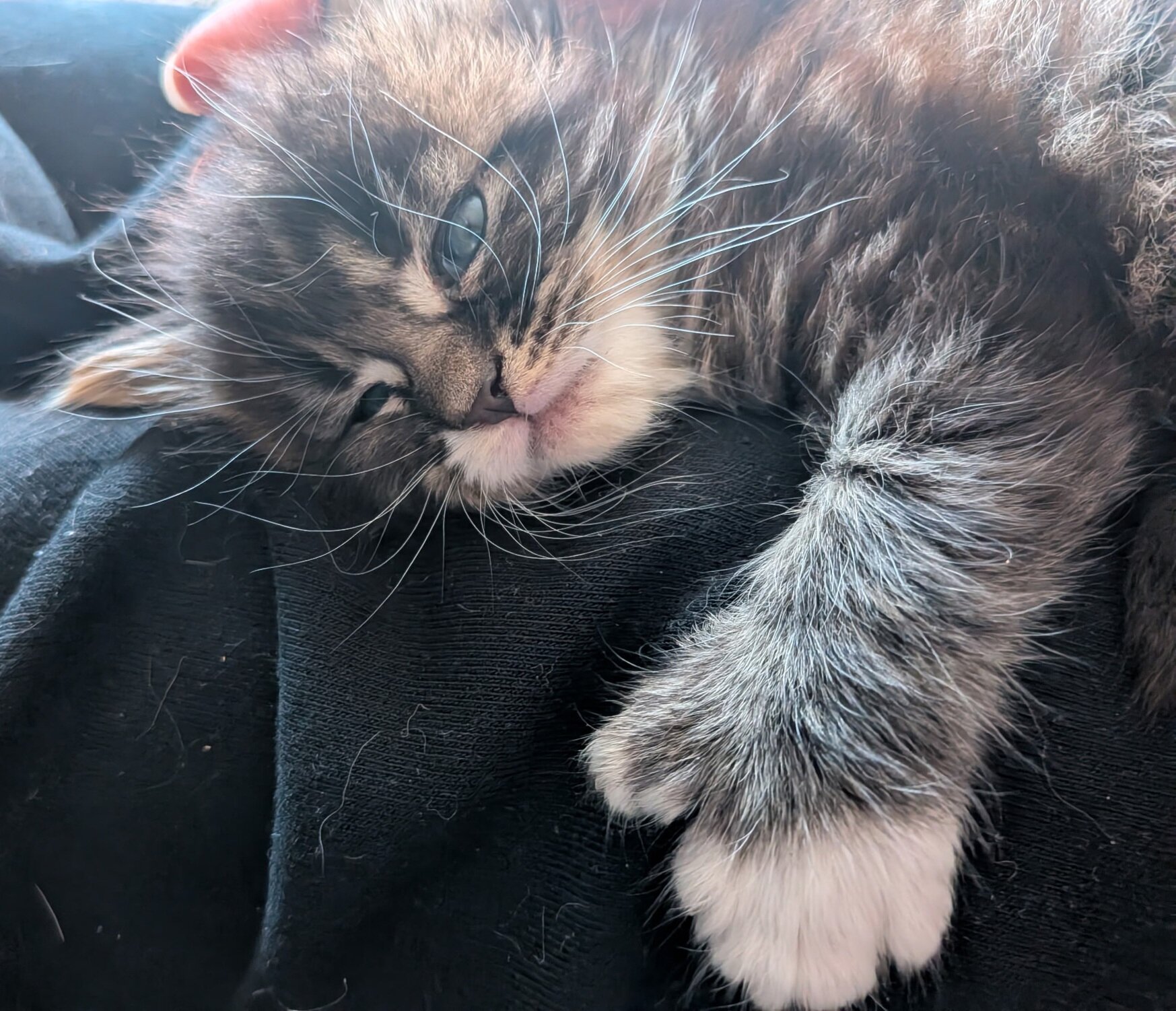 TICA REGISTERED Maine Coon Kitten image 3