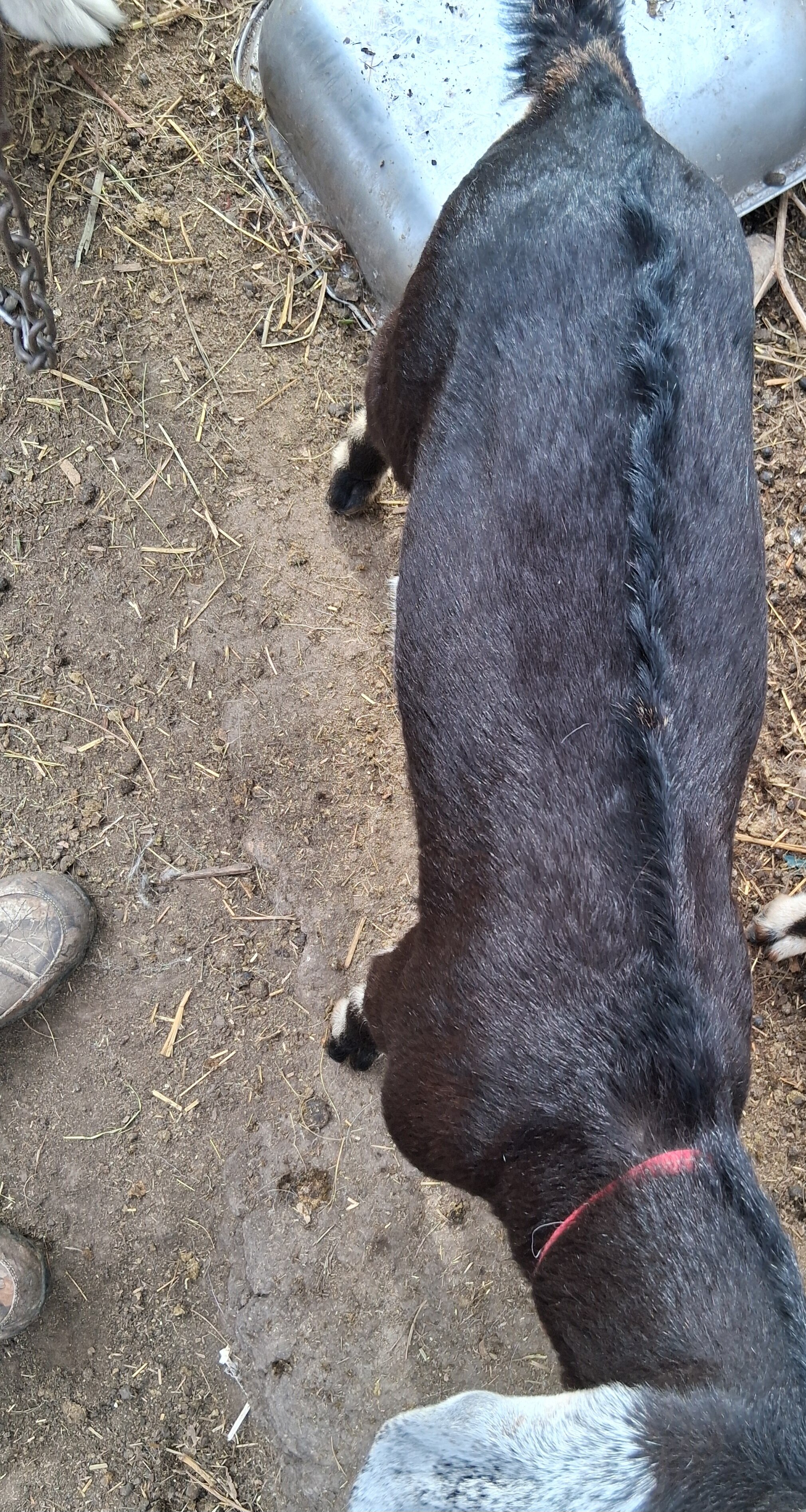 2 Mini Nubian Bucklings image 2