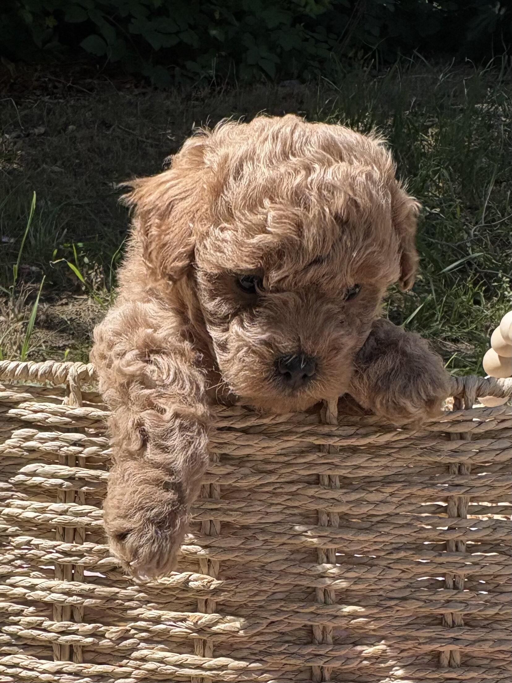 Baby poodle image 2