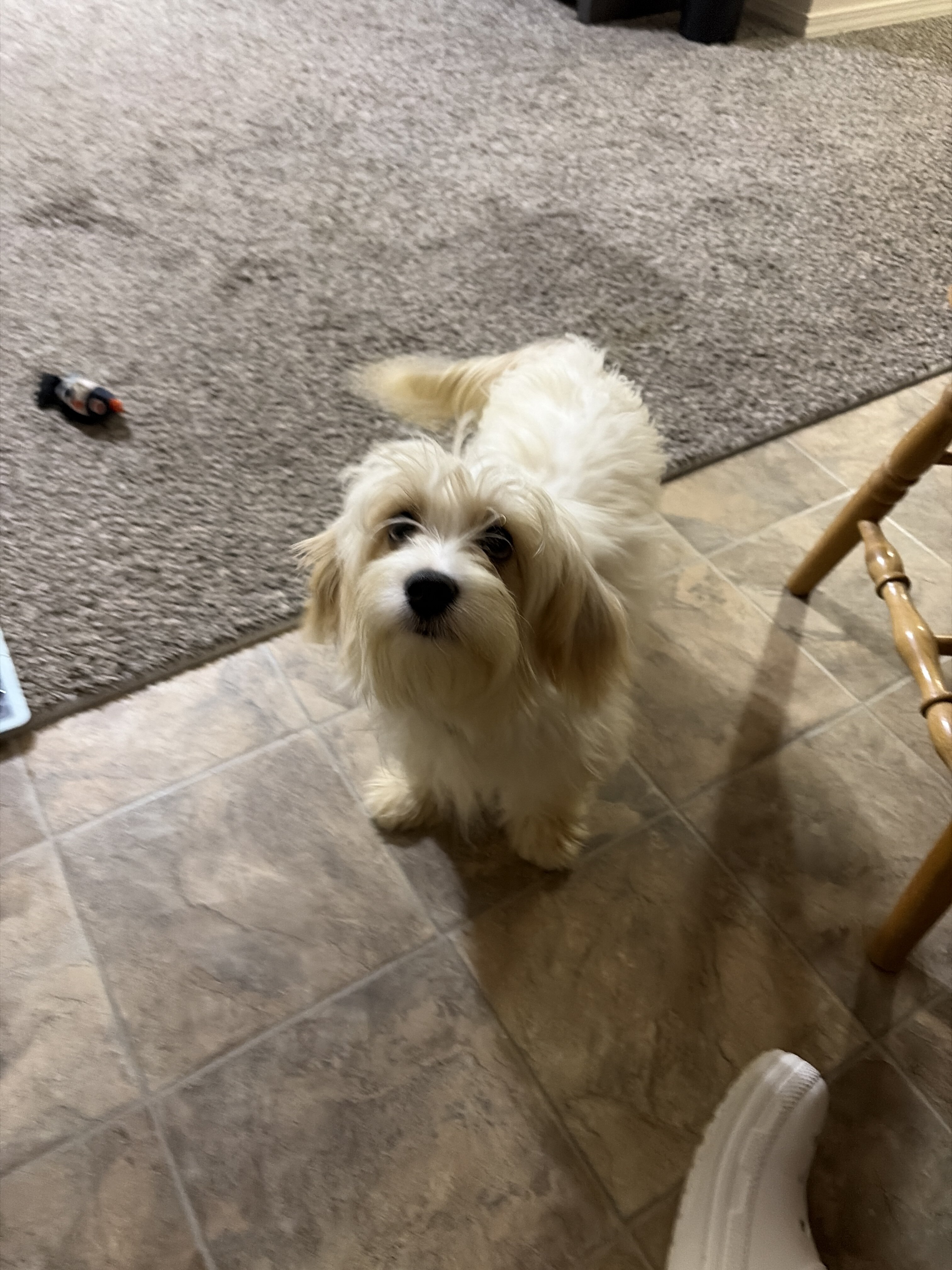 6 month old cavapoo image 1
