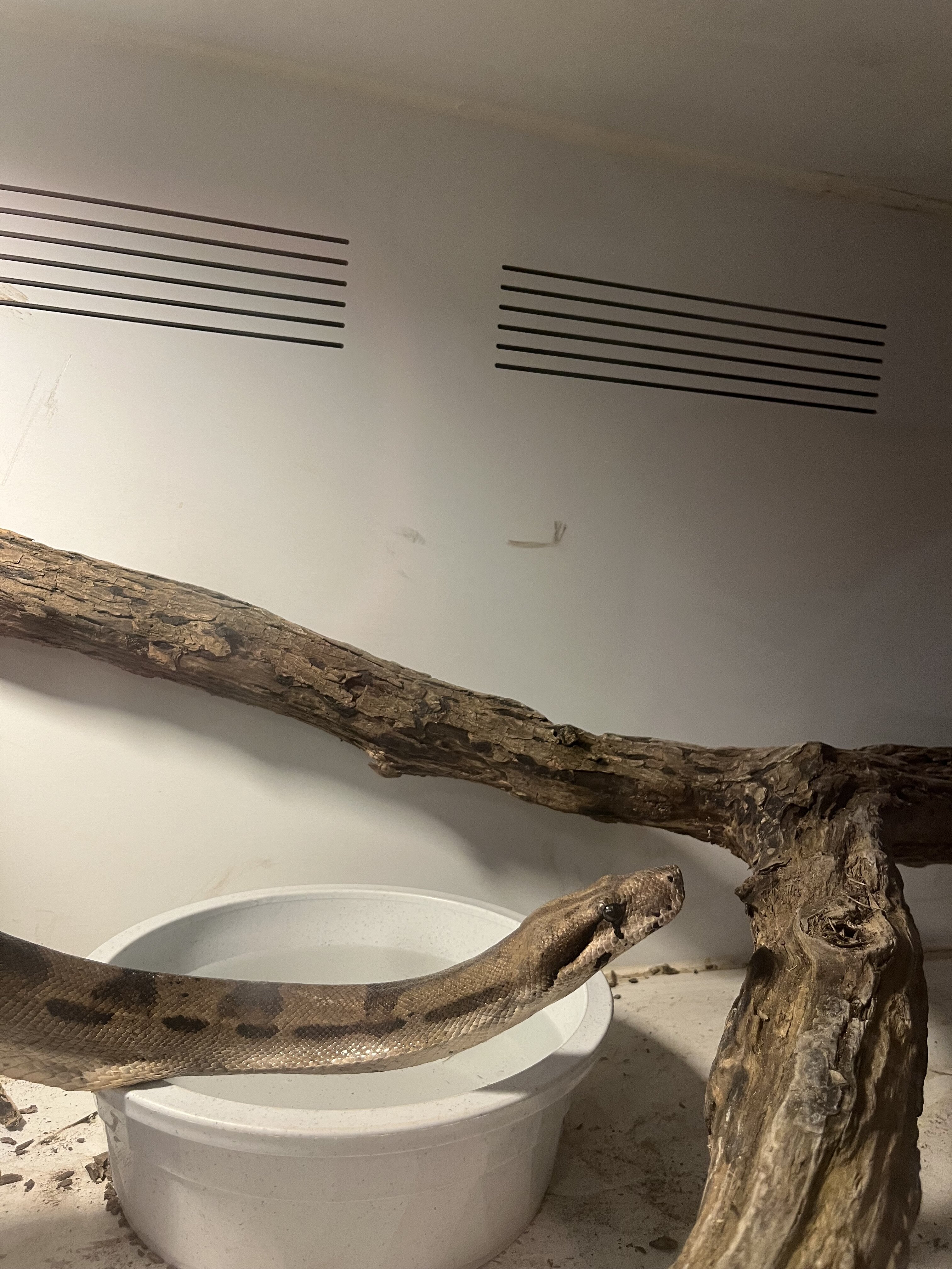 Boa Python Giant Boa constrictor Python | PetClassifieds.com - petclassifieds