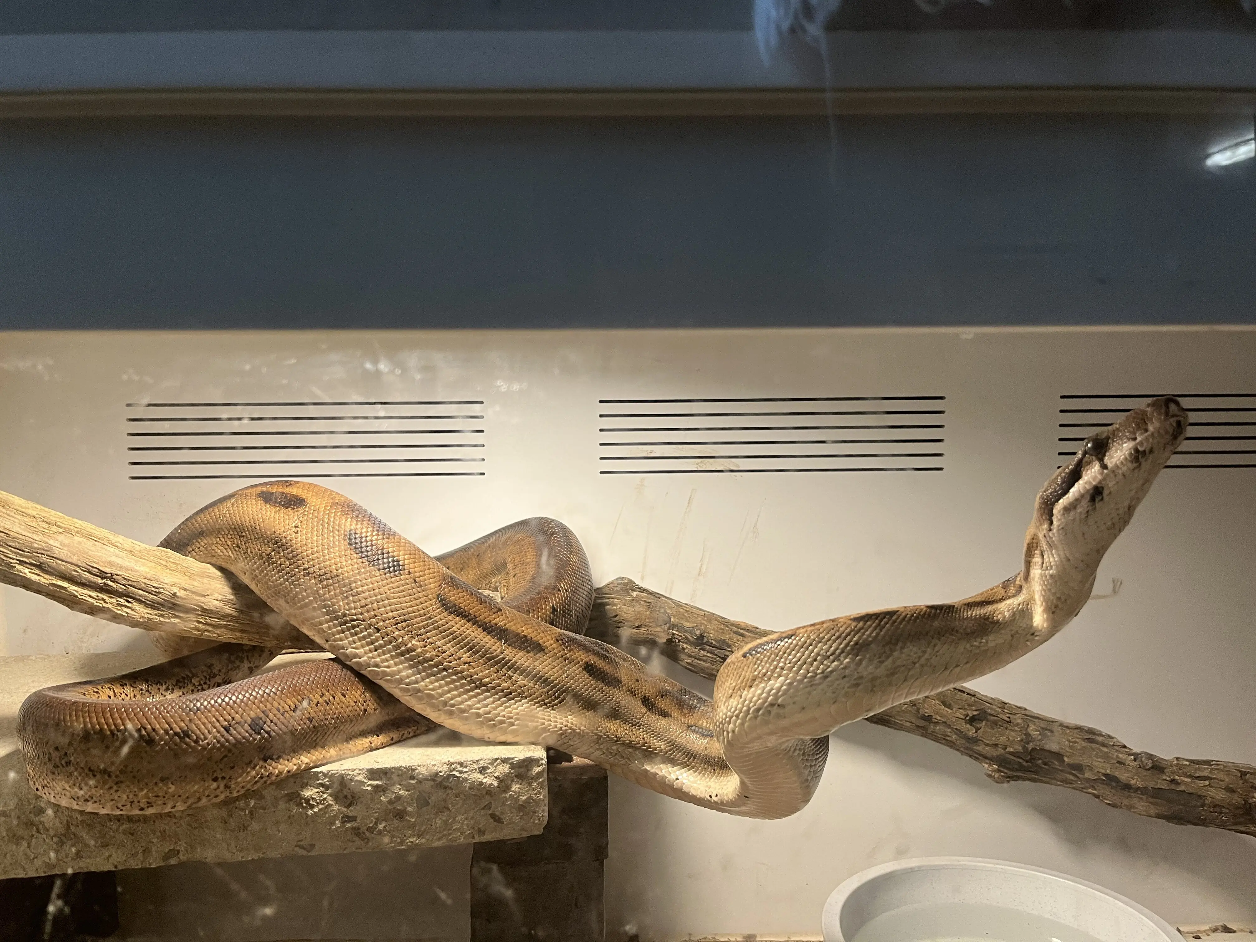 Boa constrictor Python | PetClassifieds.com - petclassifieds