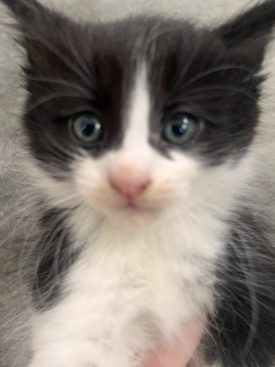 Kitten image 2