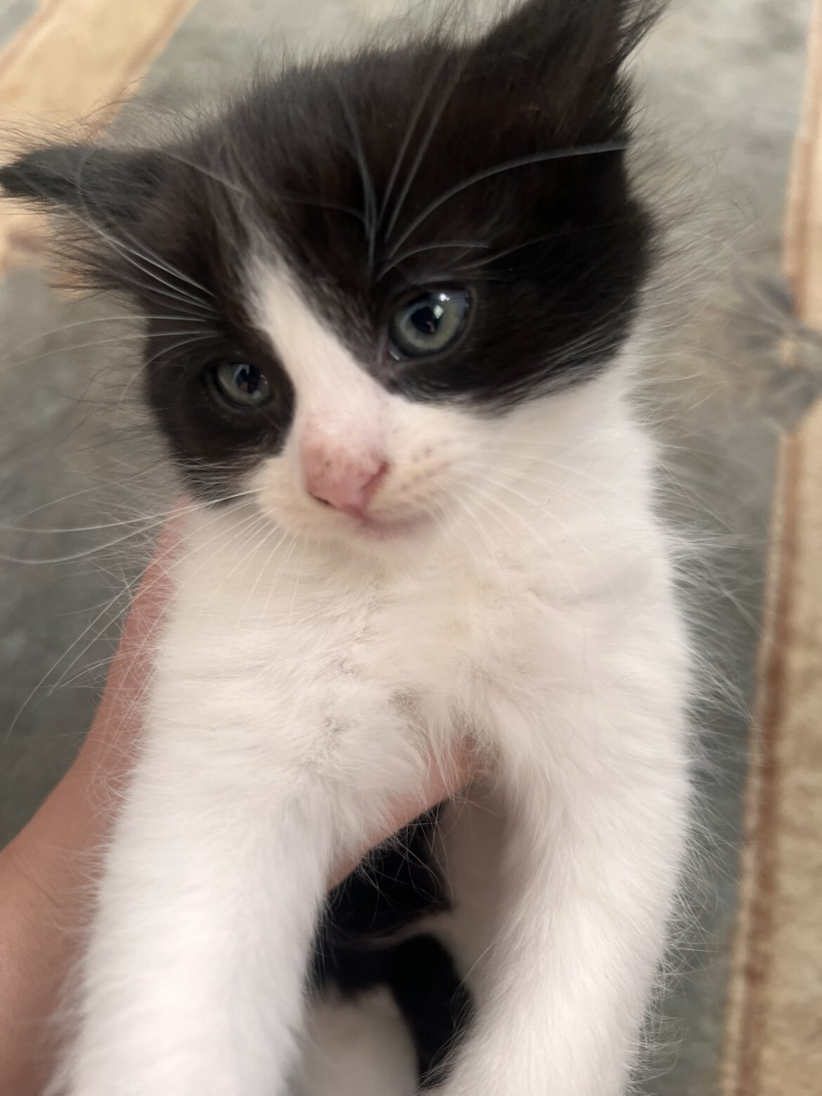 Kitten image 1