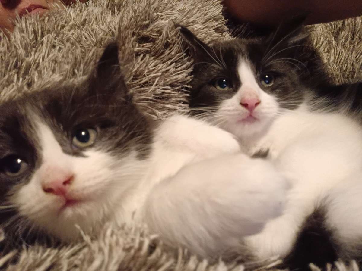 Kitten image 3