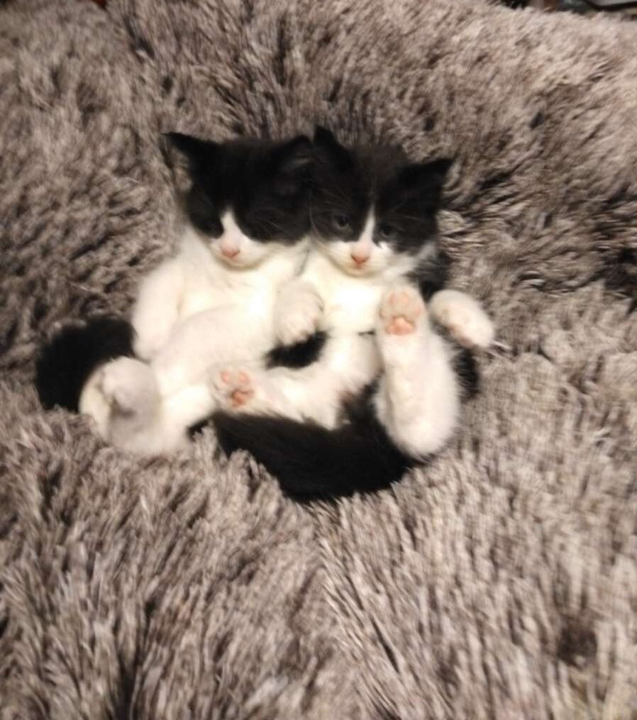 Kitten image 4