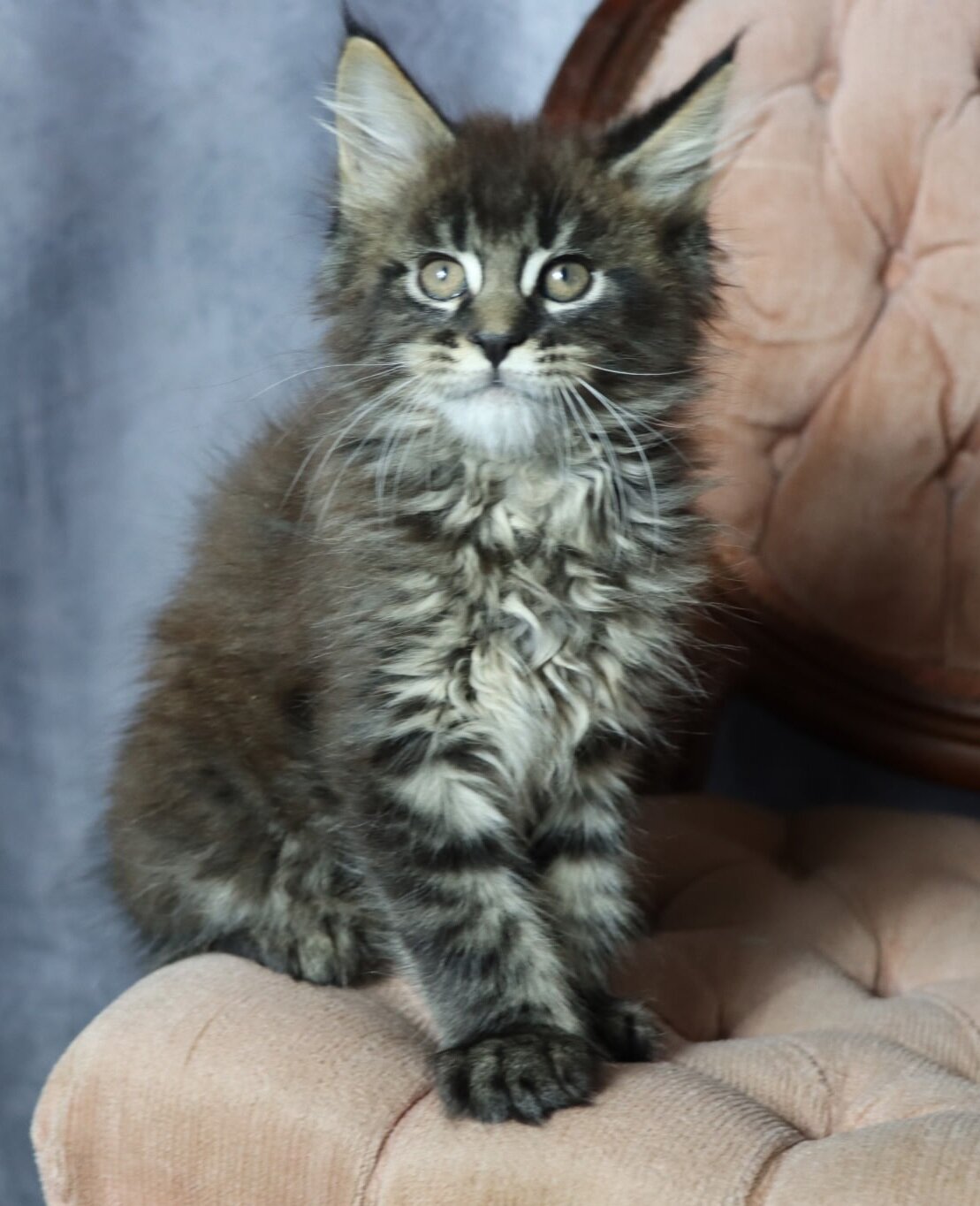 Maine Coon Kitten image 1