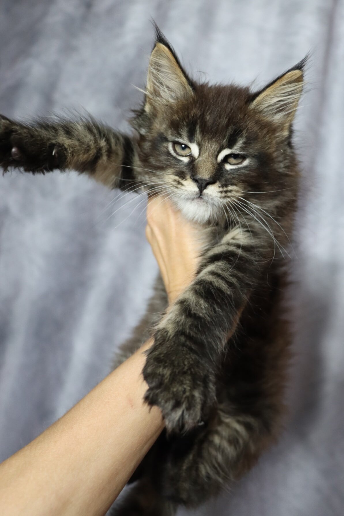 Maine Coon Kitten image 2