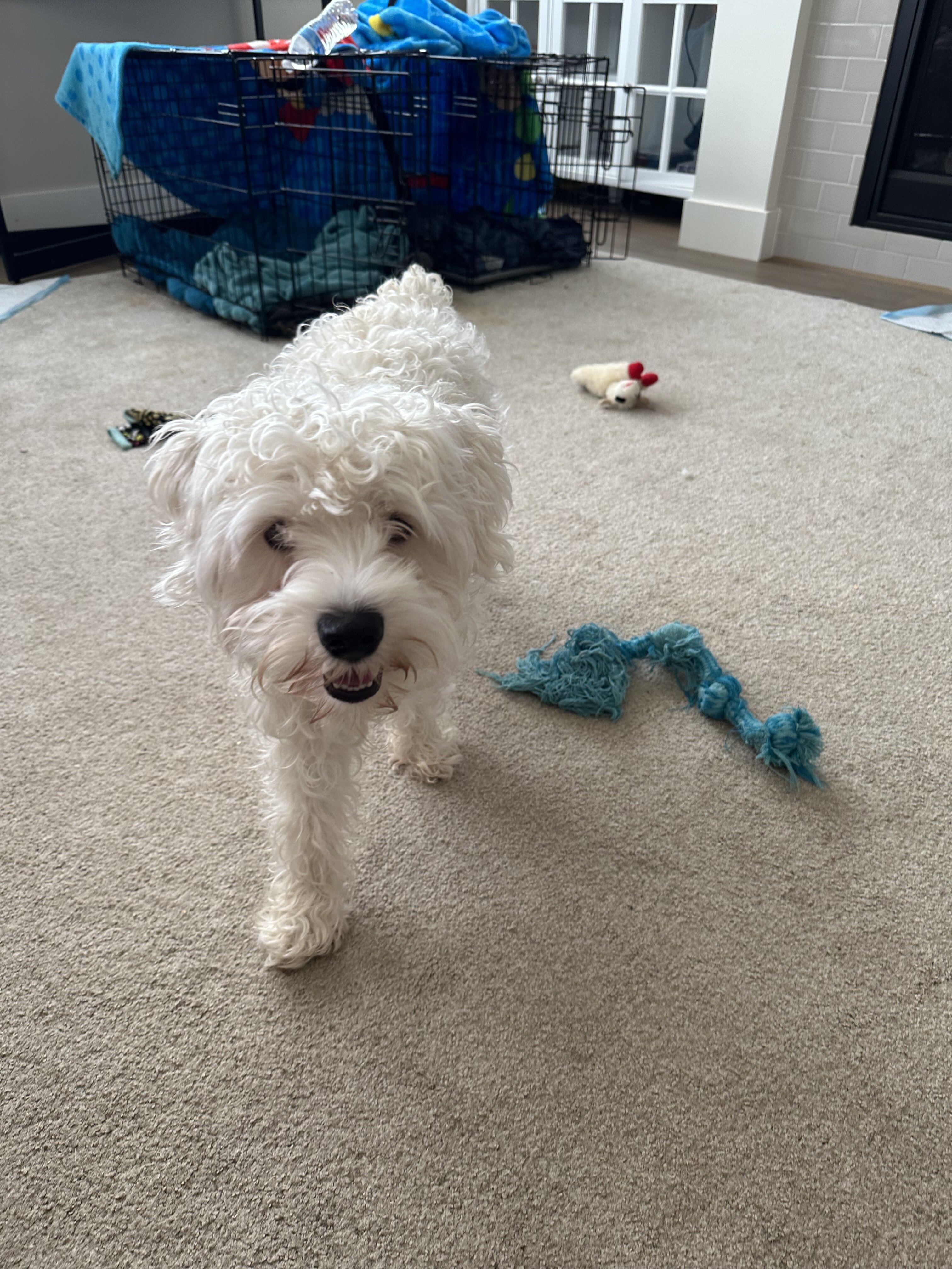 Miniature schnauzer image 1