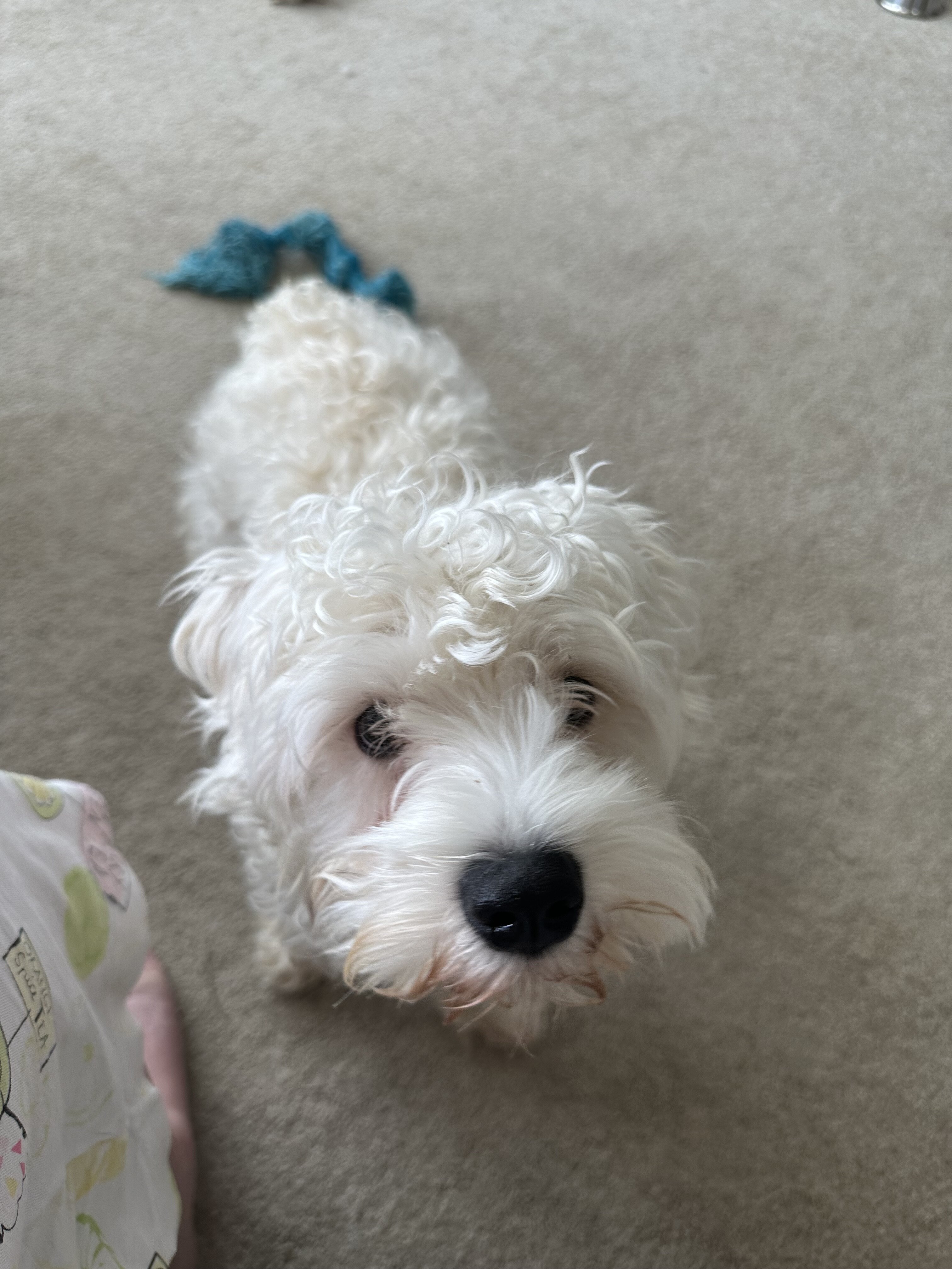 Miniature schnauzer image 2