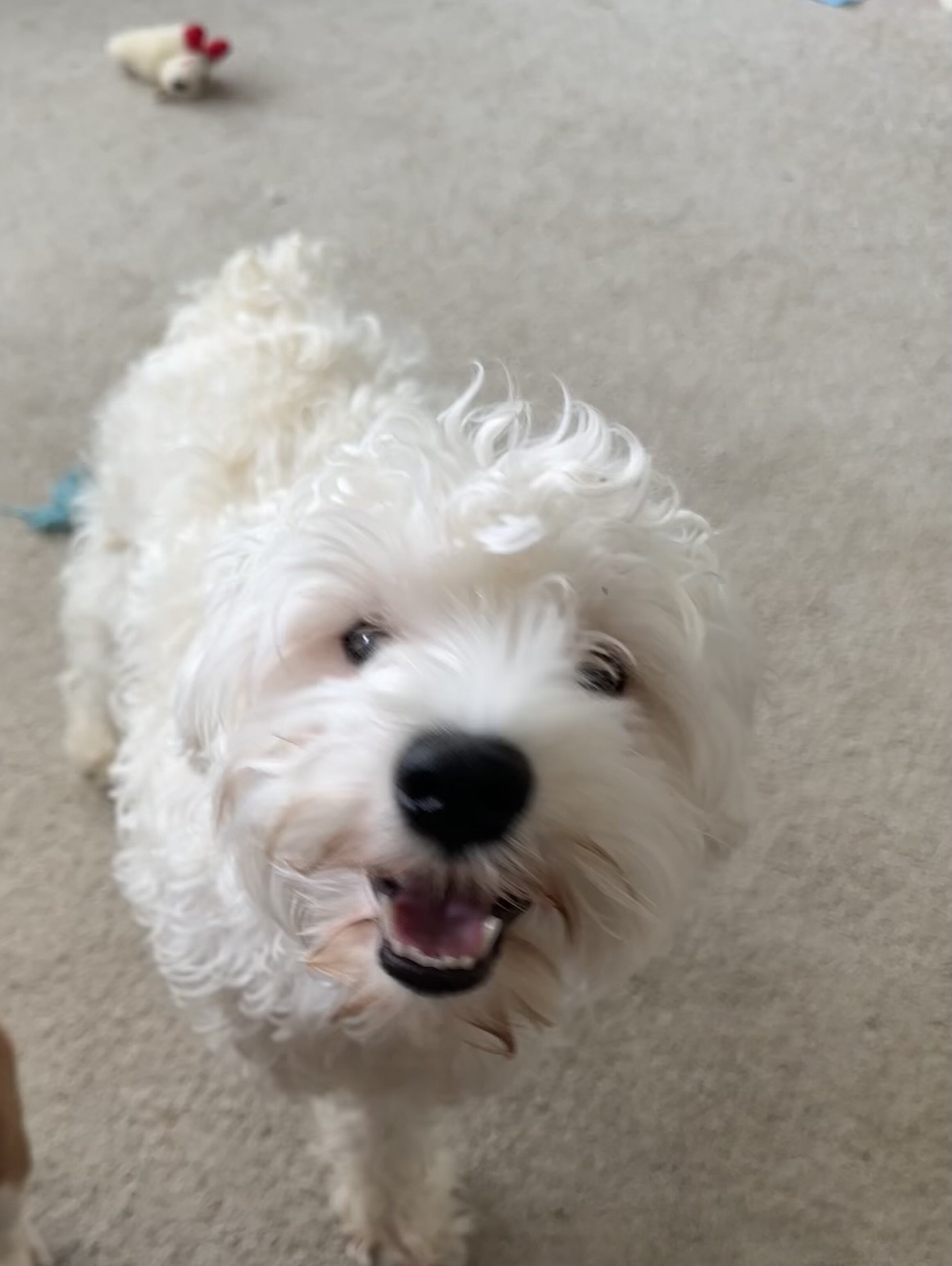 Miniature schnauzer image 3