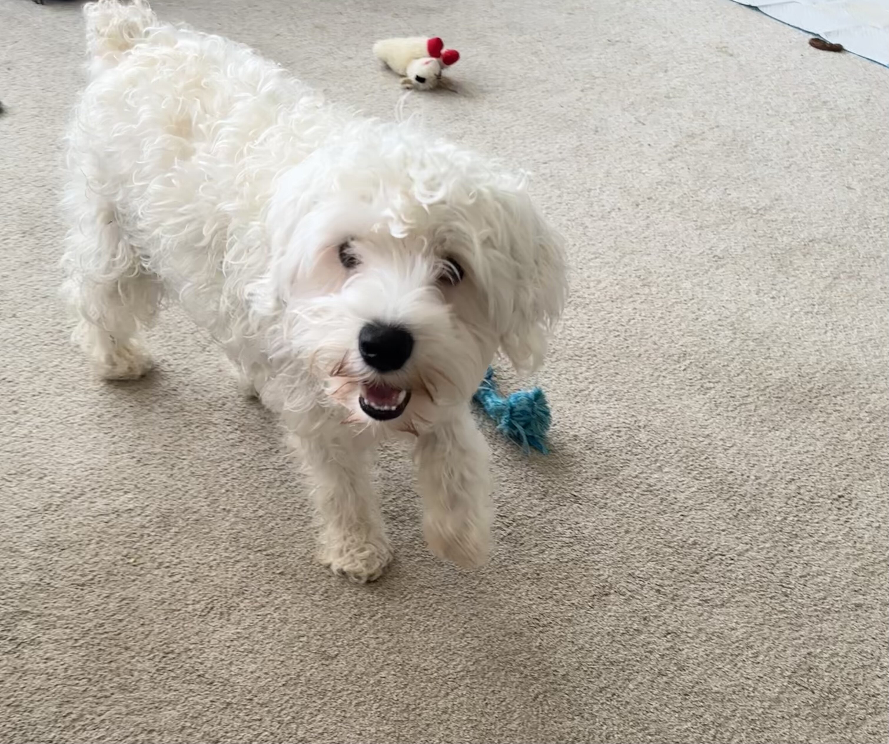 Miniature schnauzer image 4
