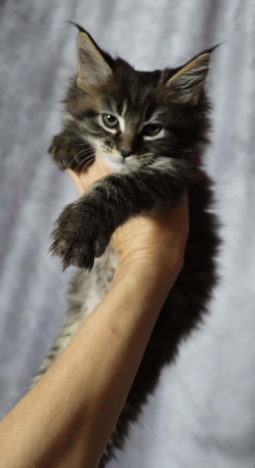 Maine Coon Kitten TICA REGISTERED image 2
