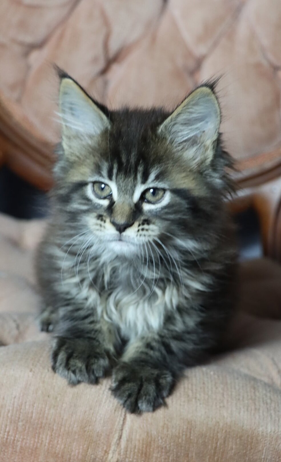 Maine Coon Kitten TICA REGISTERED image 1