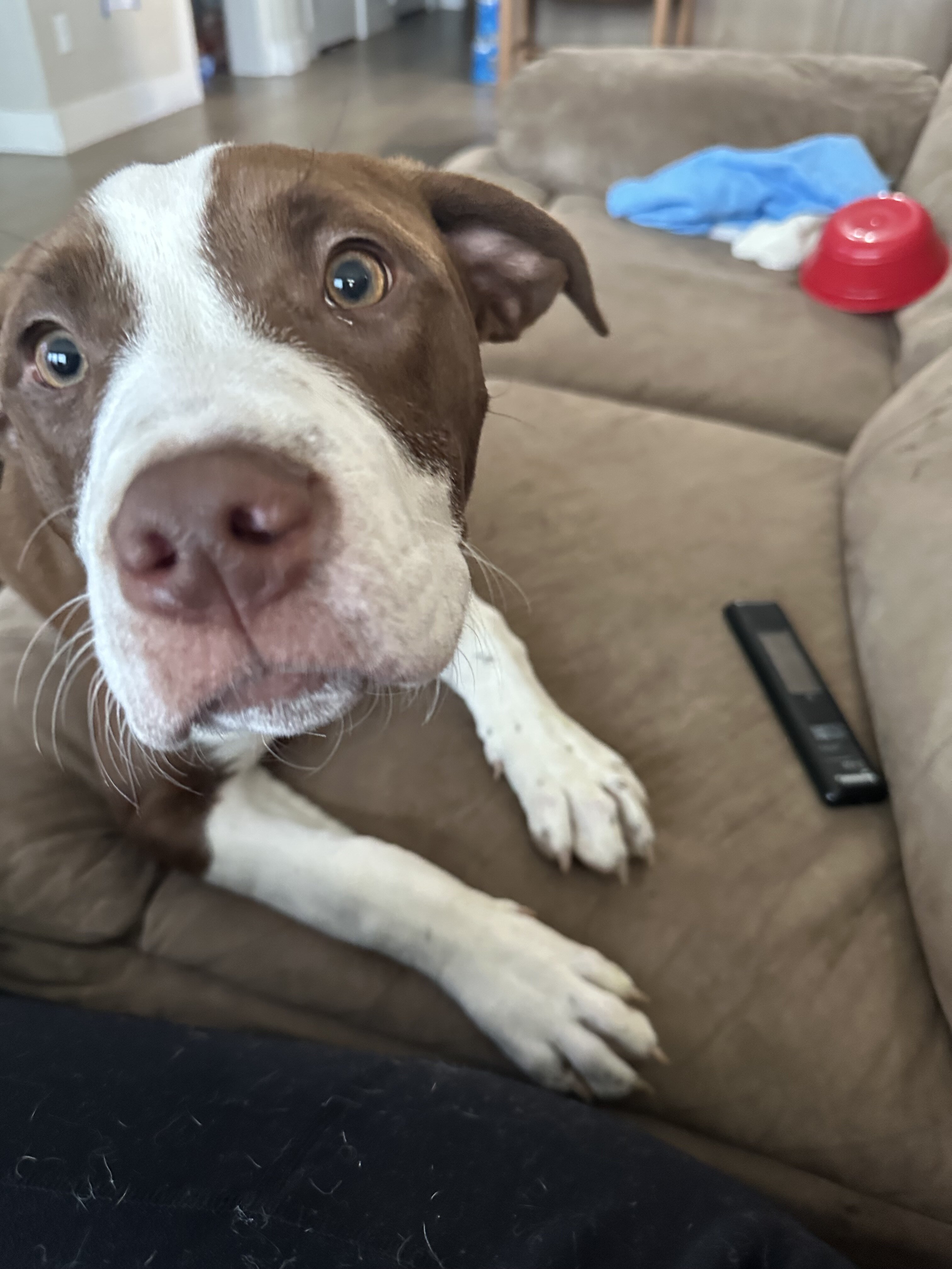 Pitbull image 2