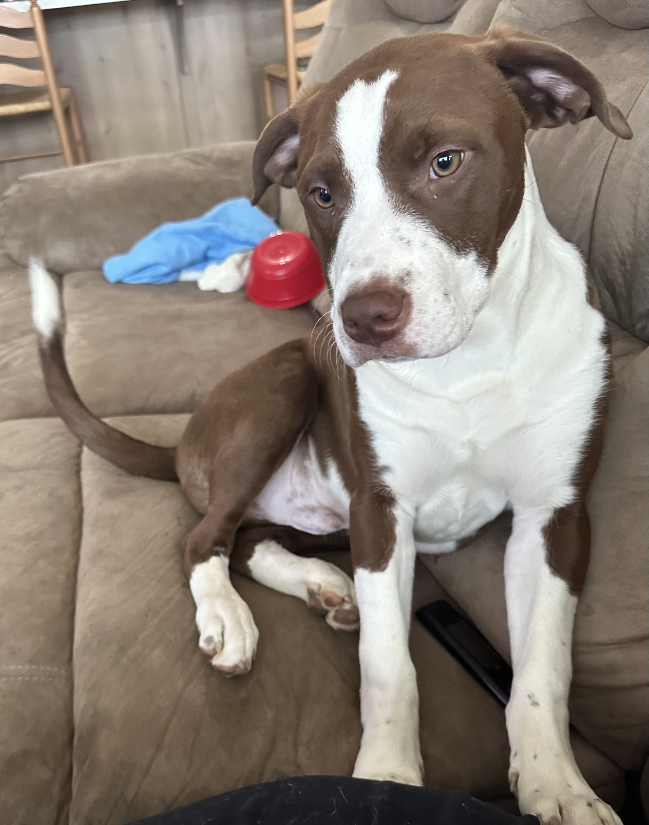 Pitbull image 1