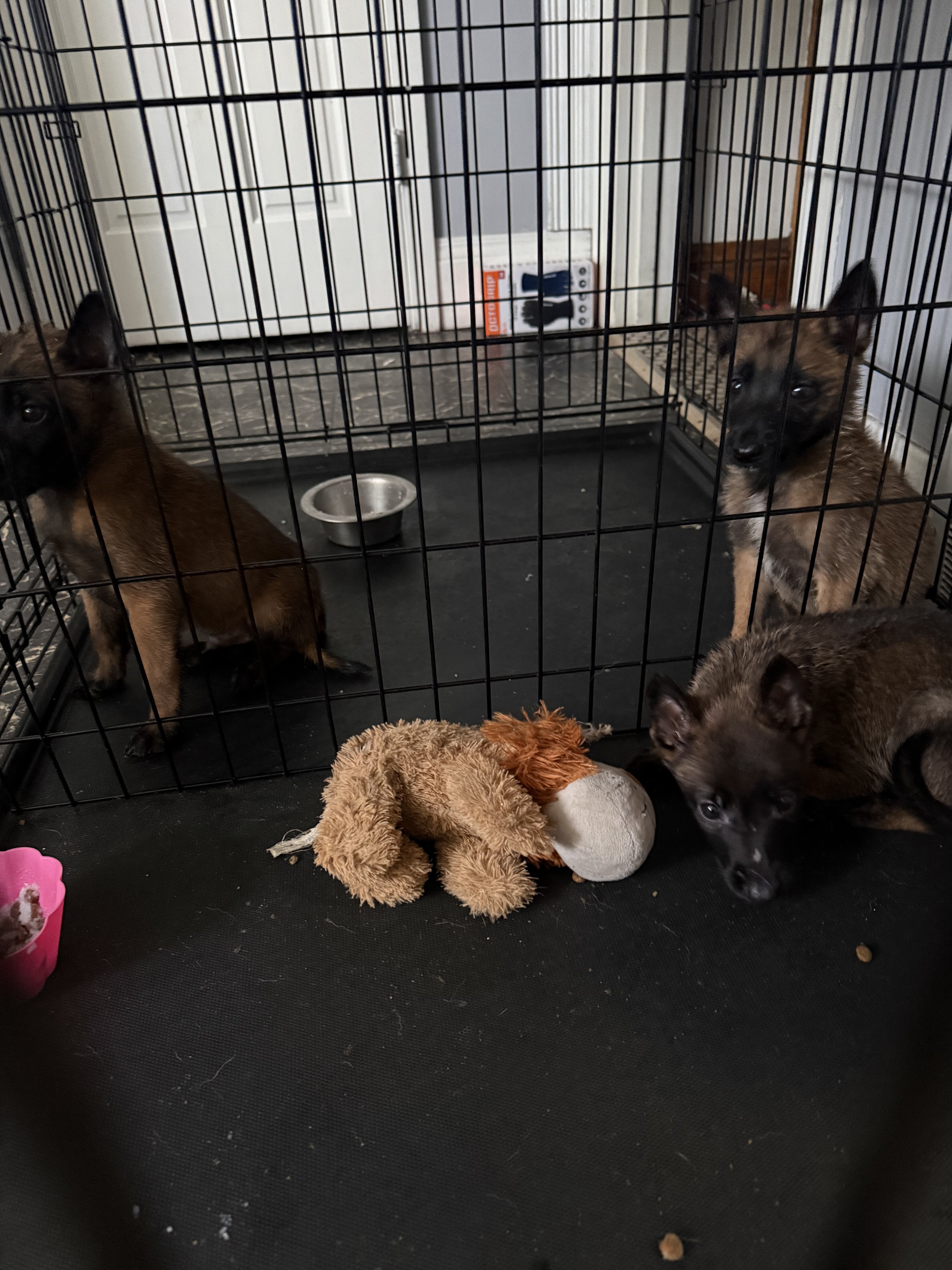 Belgian malinois image 1