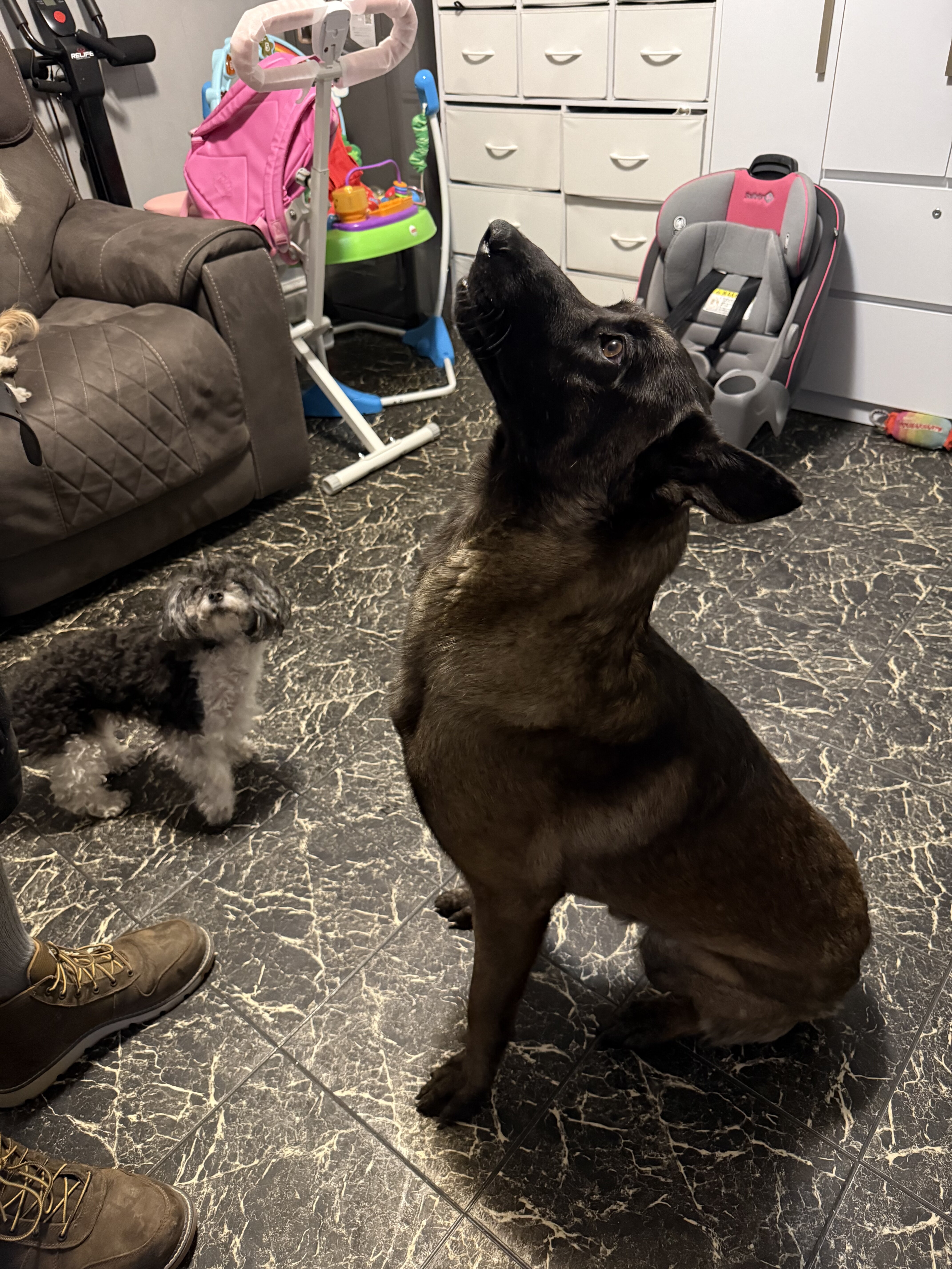 Belgian malinois image 2