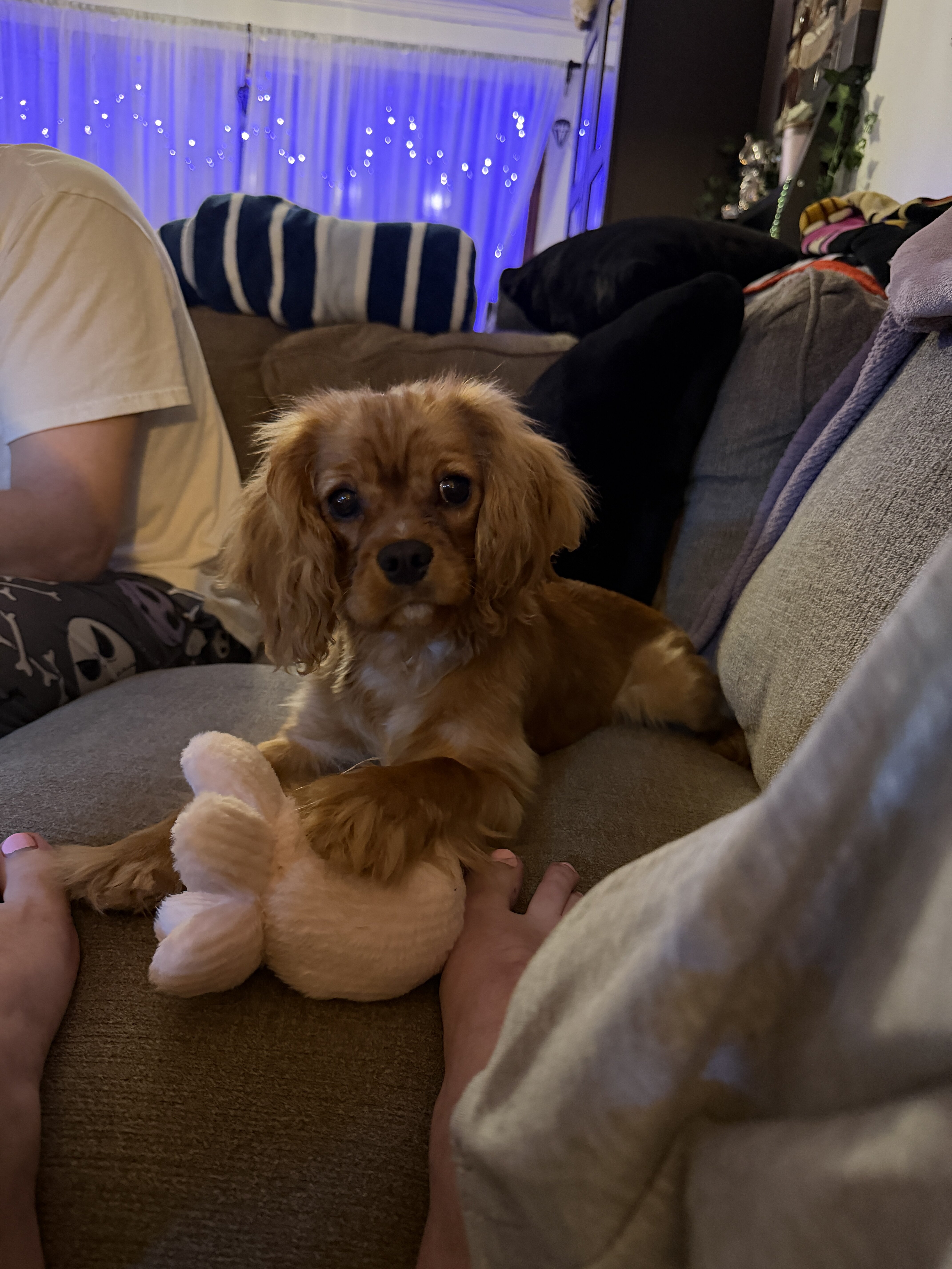 Cavalier King Charles Spaniel AKC image 3