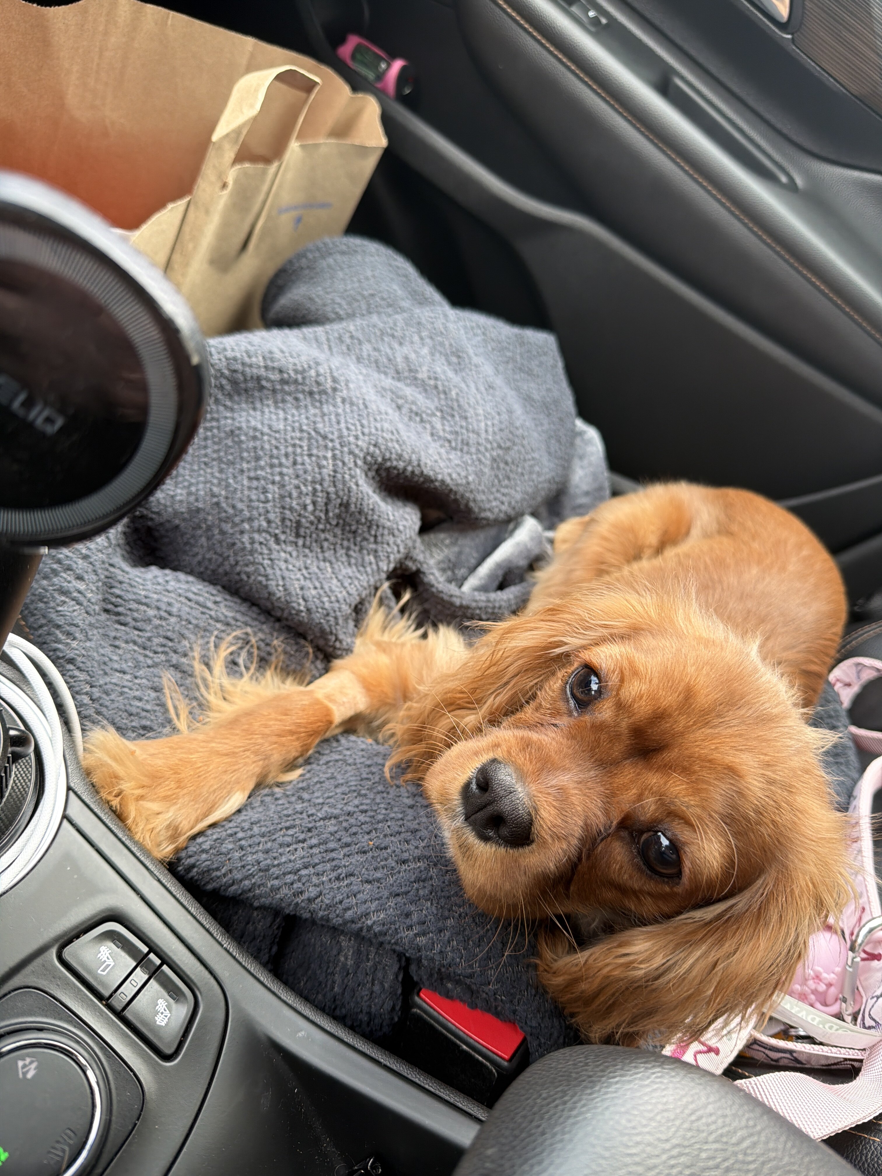 Cavalier King Charles Spaniel AKC image 2