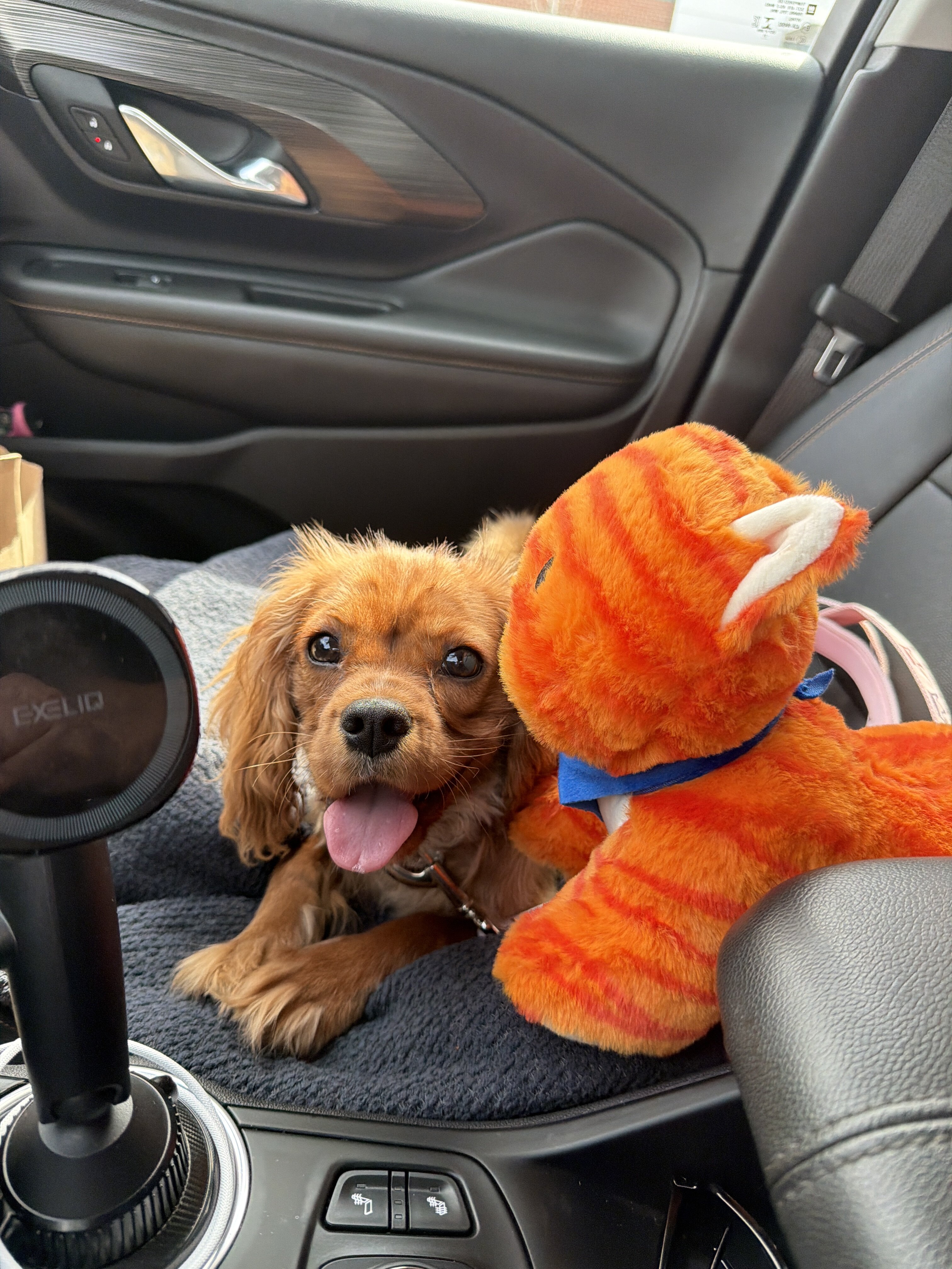 Cavalier King Charles Spaniel AKC image 1