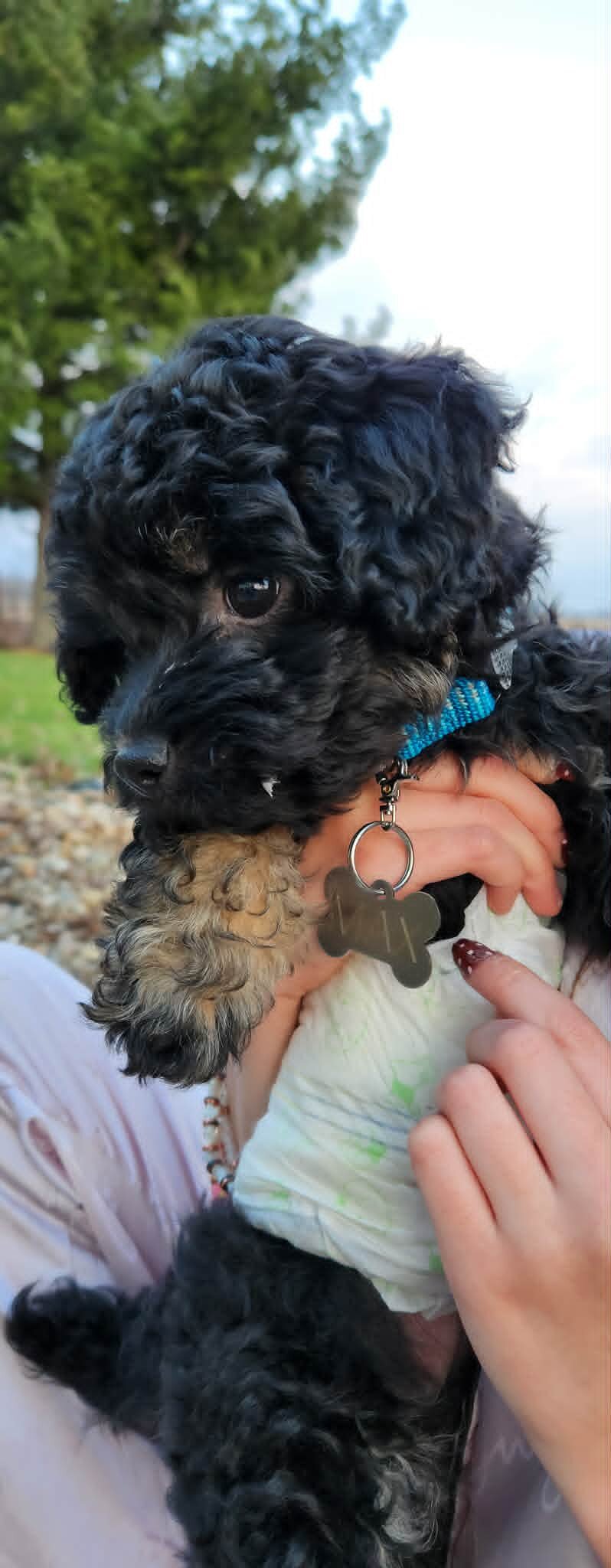 Havanese Puddle image 3