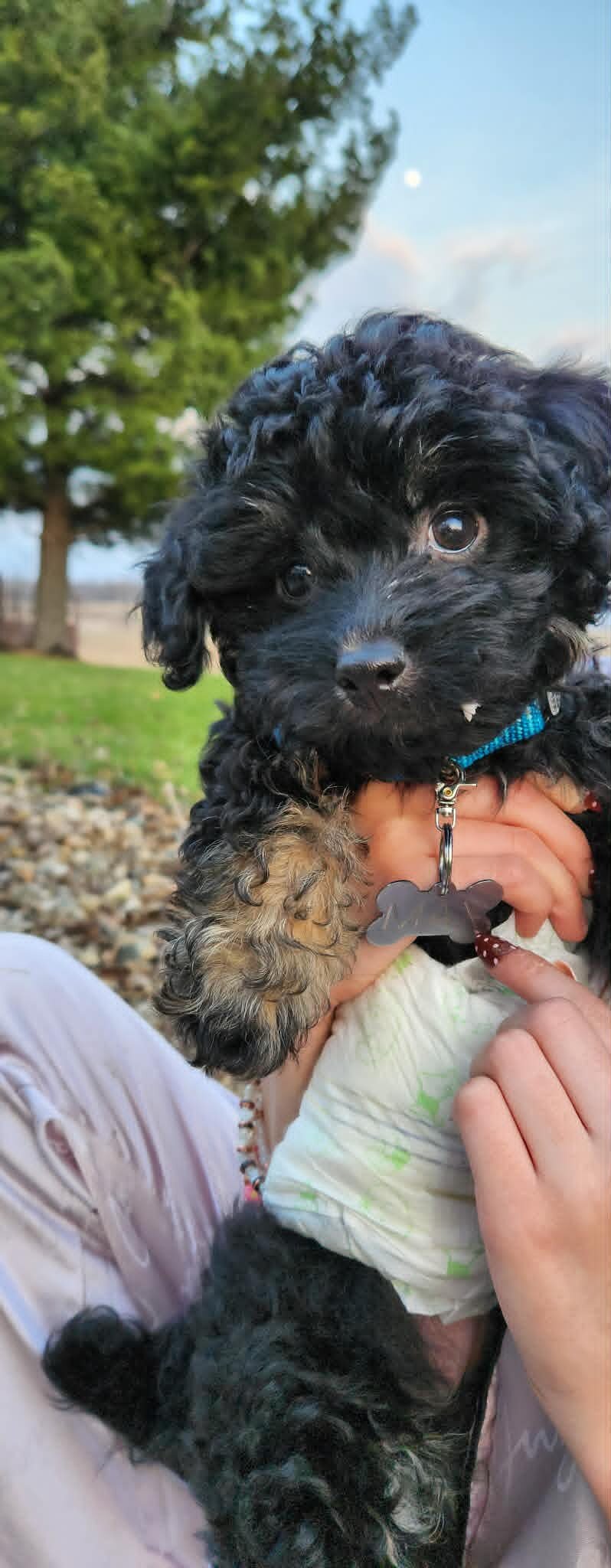 Havanese Puddle image 2
