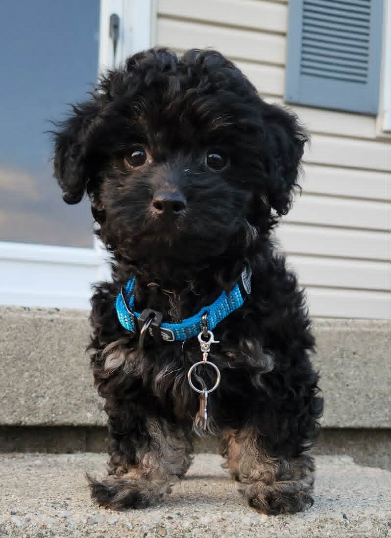 Havanese Puddle image 1