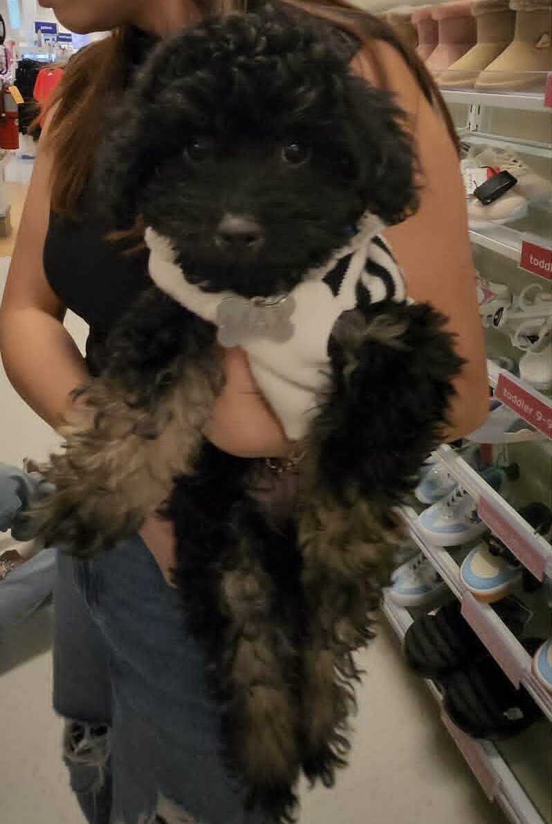 Havanese Puddle image 4