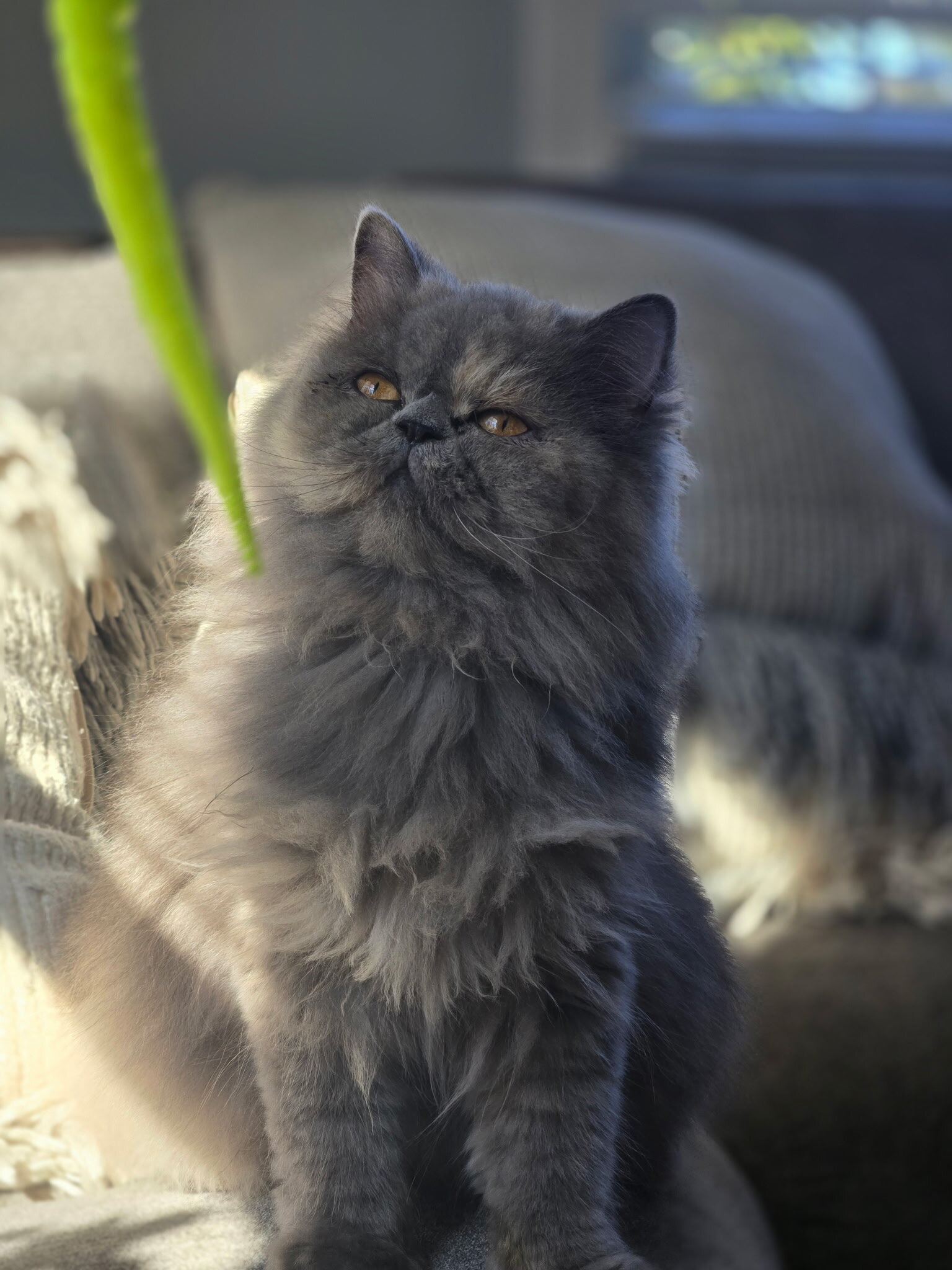 Persian kitten image 1