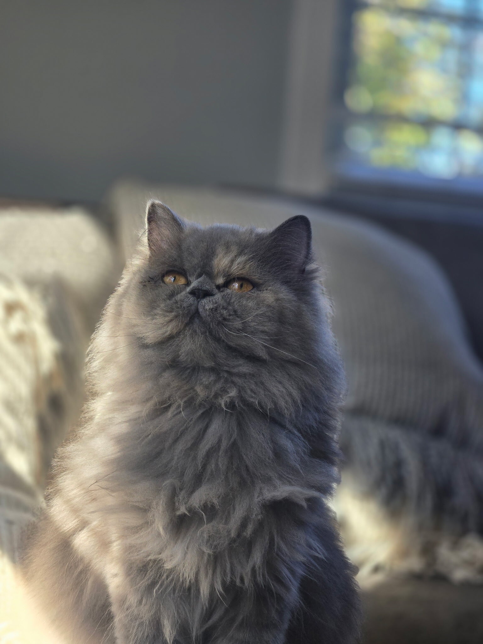 Persian kitten image 2