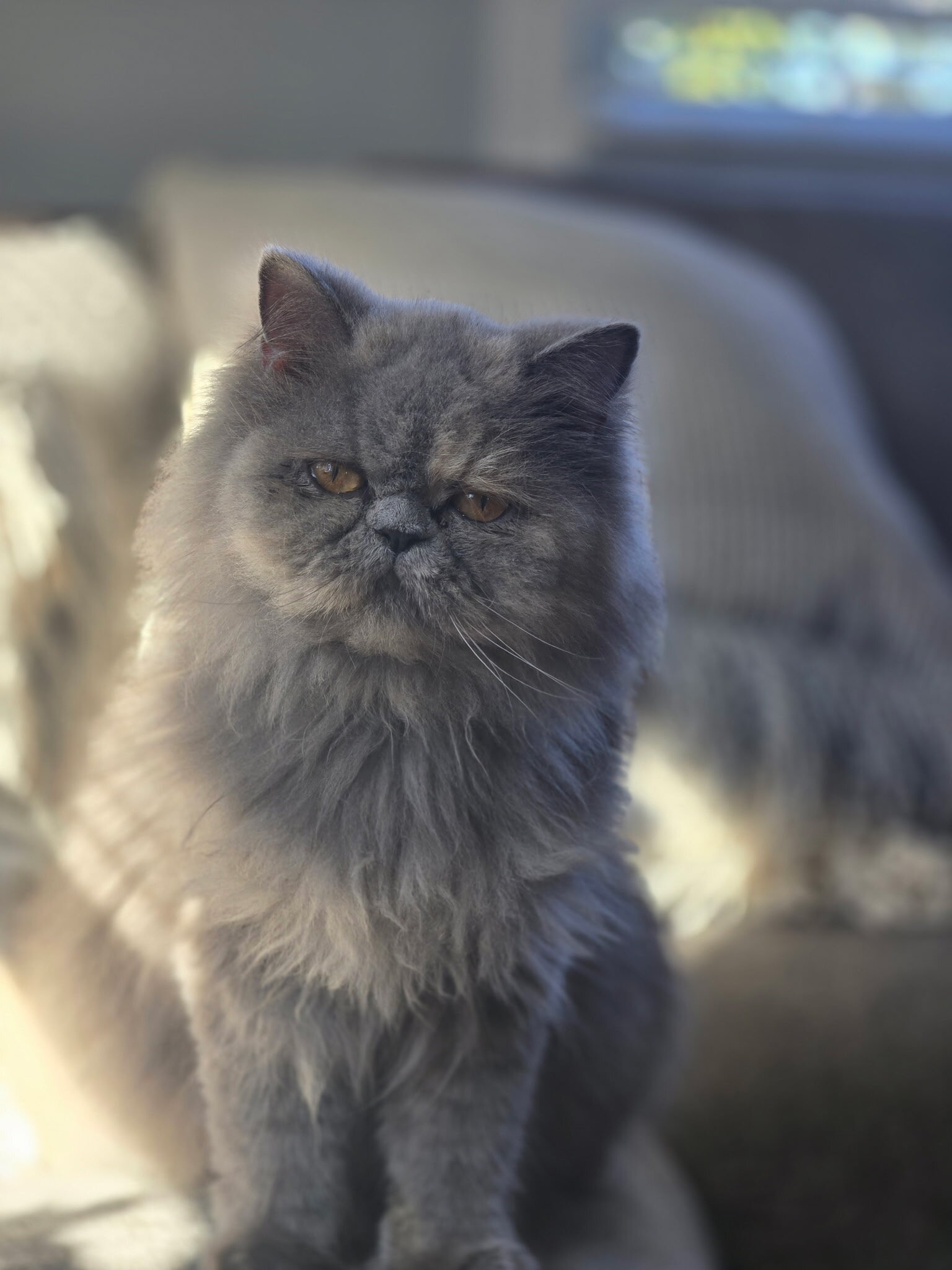 Persian kitten image 3