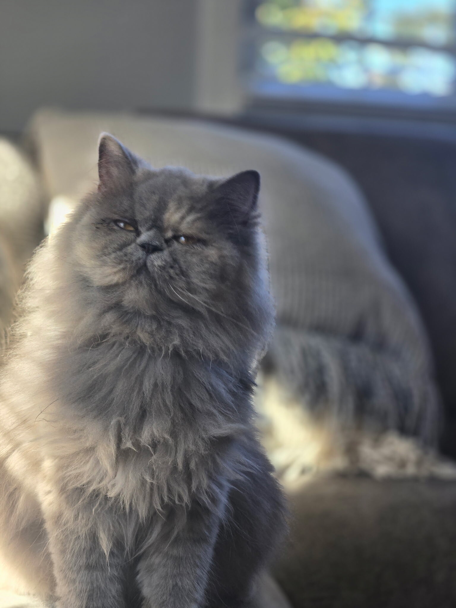Persian kitten image 4
