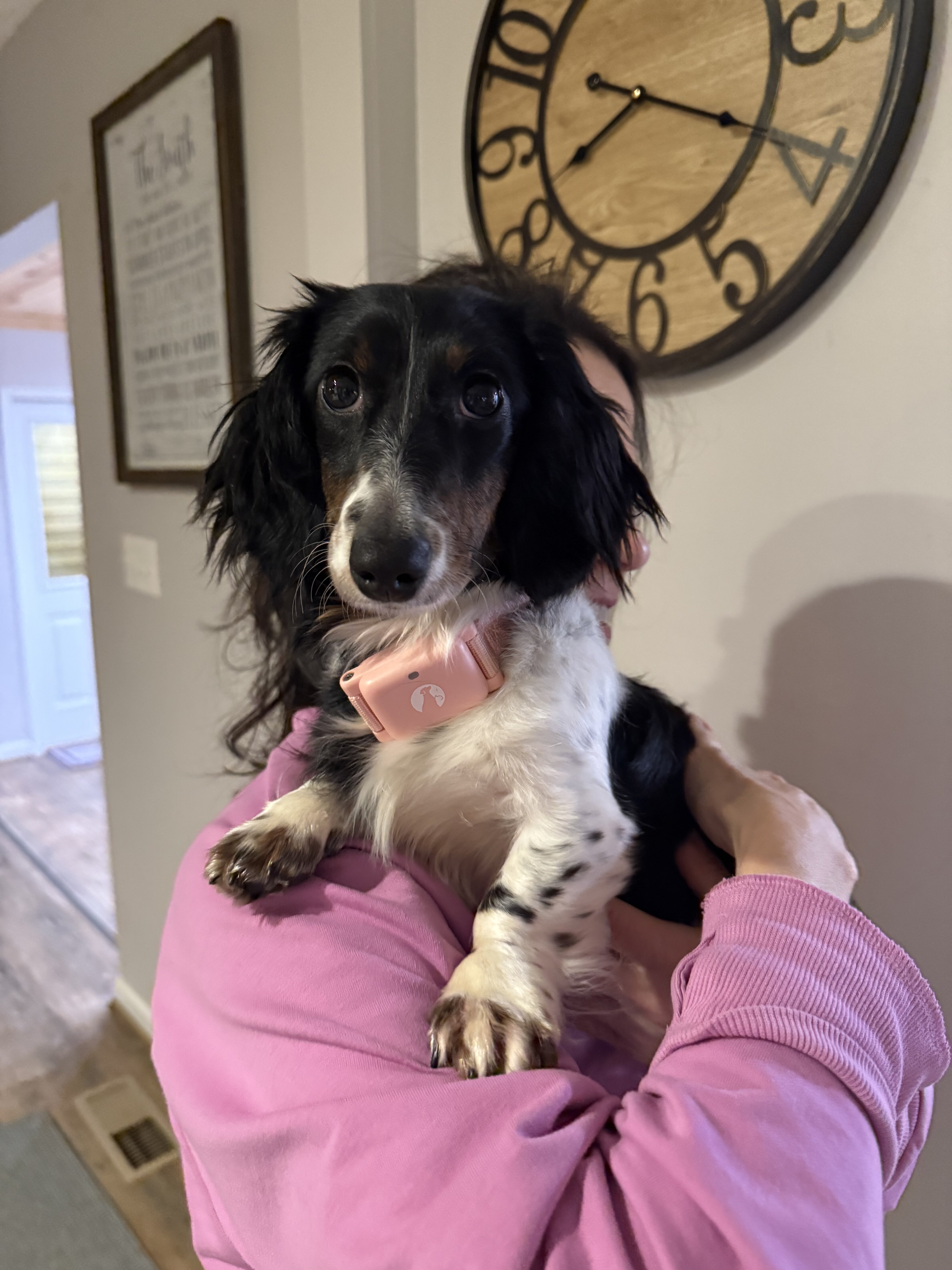 Dachshund image 1