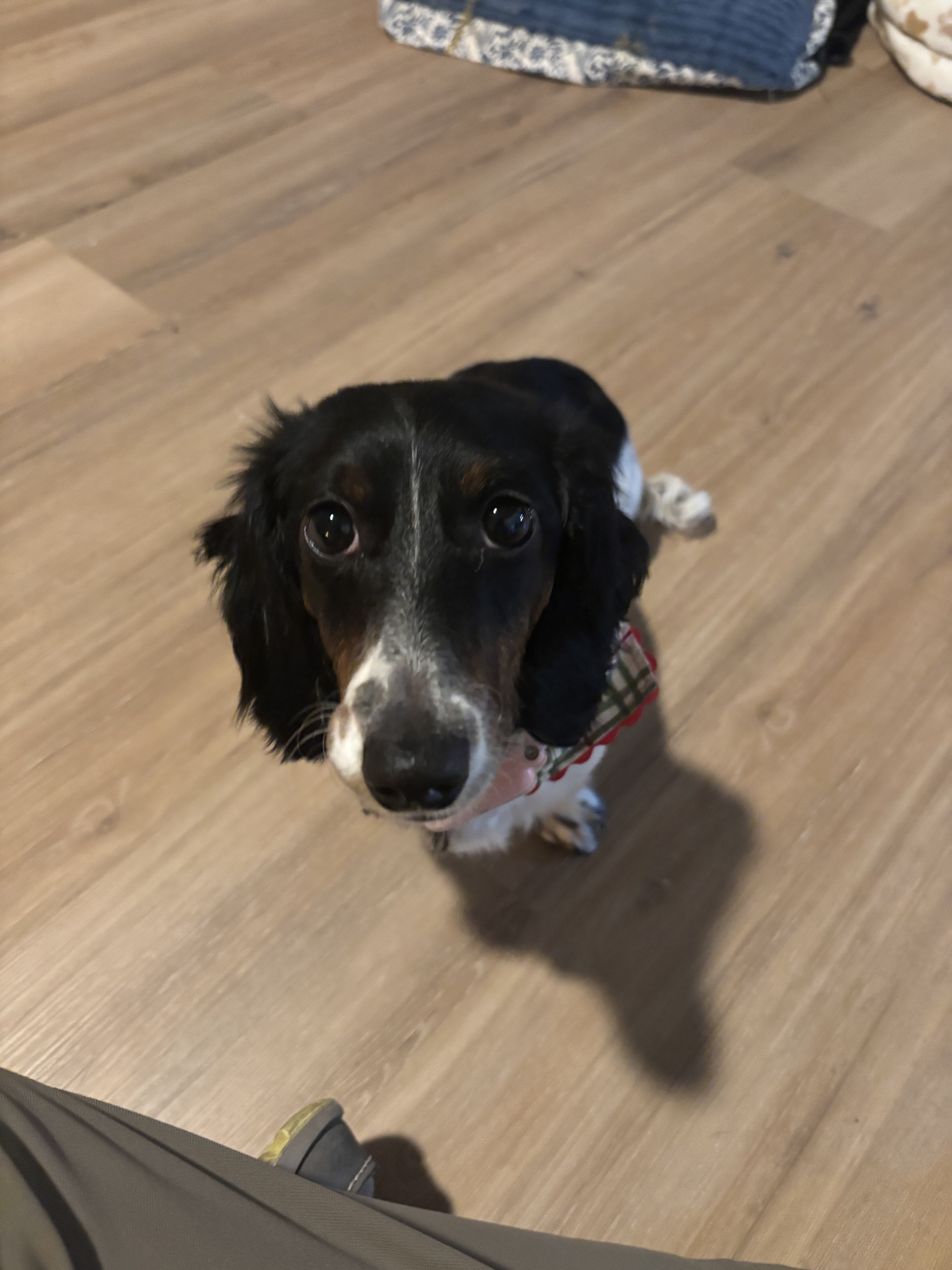 Dachshund image 2