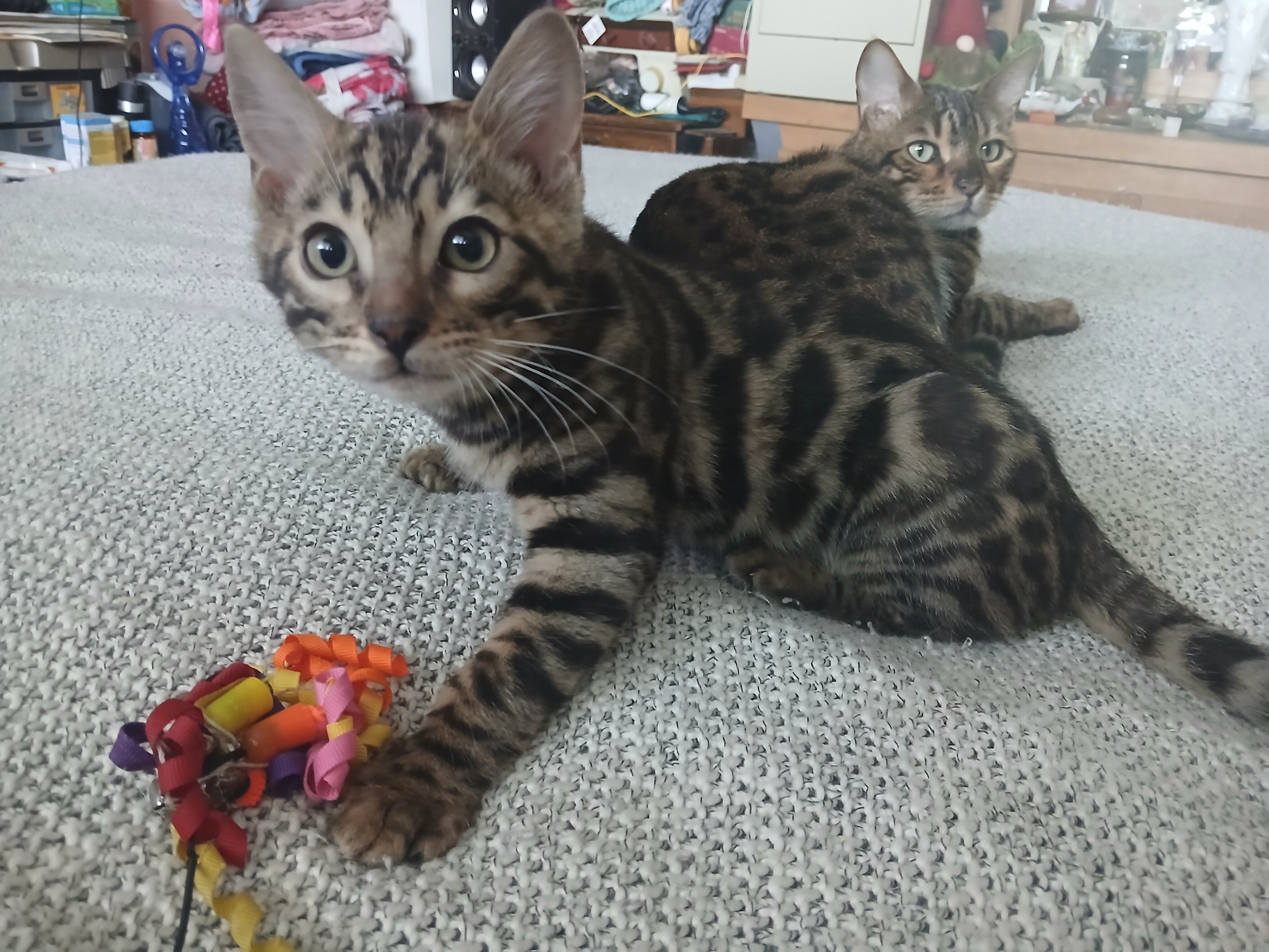 Bengal kitten image 2