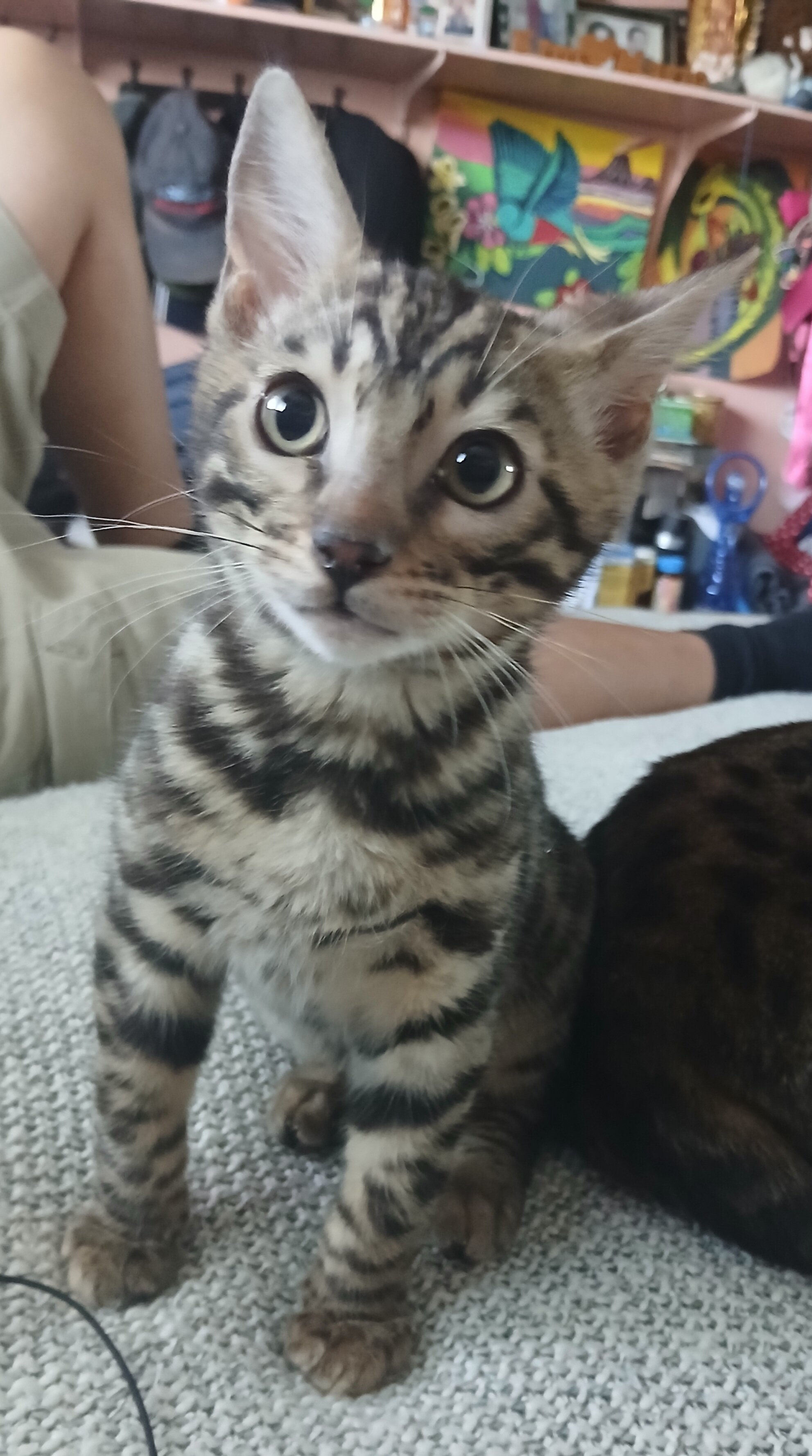 Bengal kitten image 6