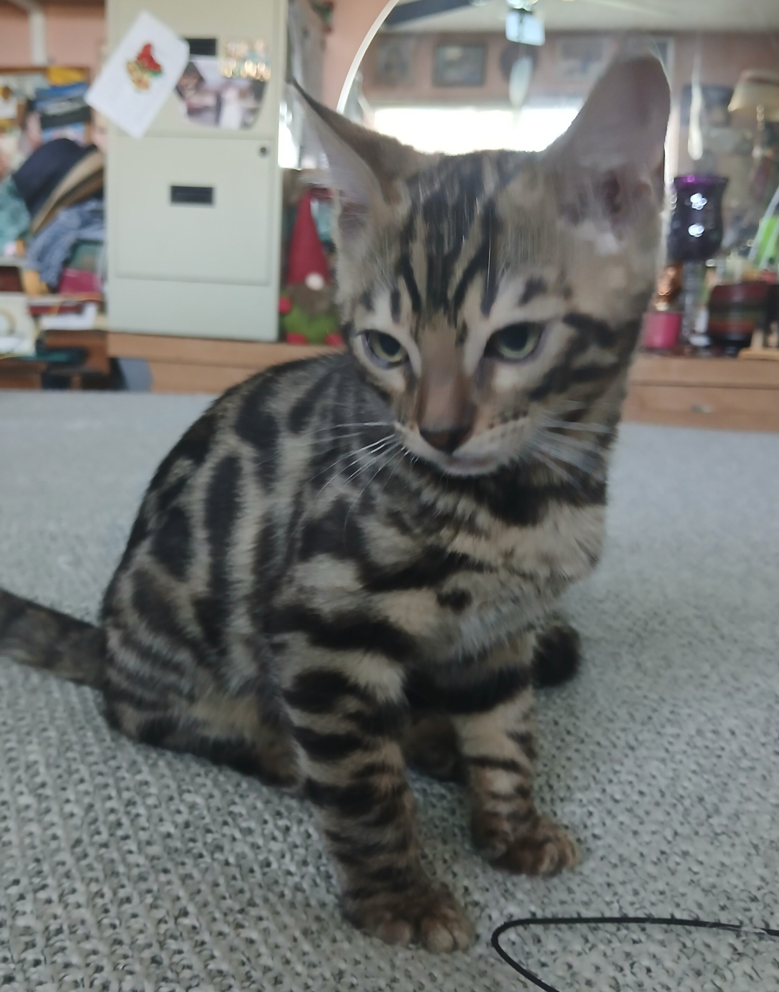 Bengal kitten image 4