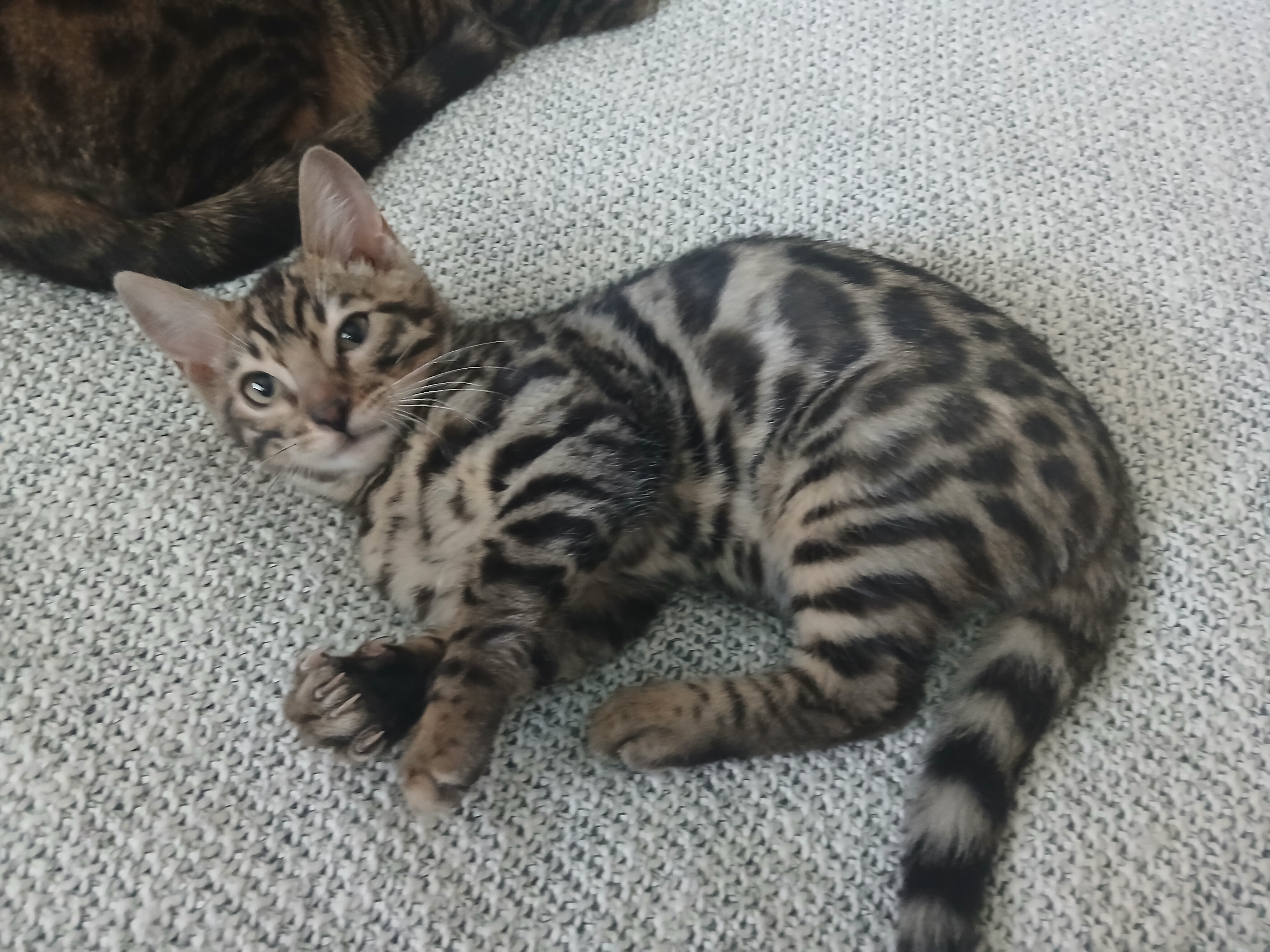 Bengal kitten image 3