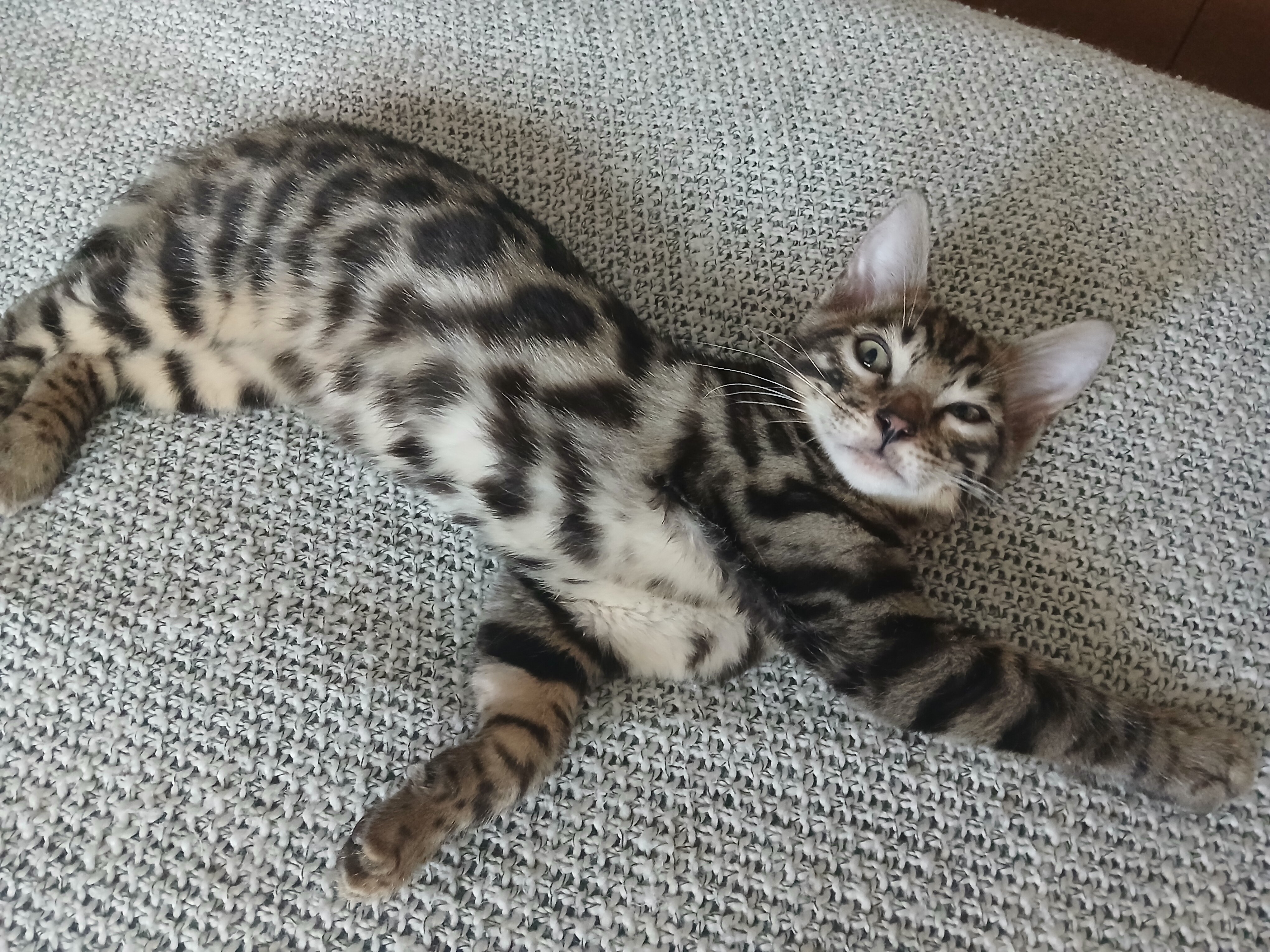 Bengal kitten image 7