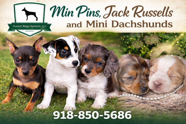 Miniature Pinscher puppies available! image 5