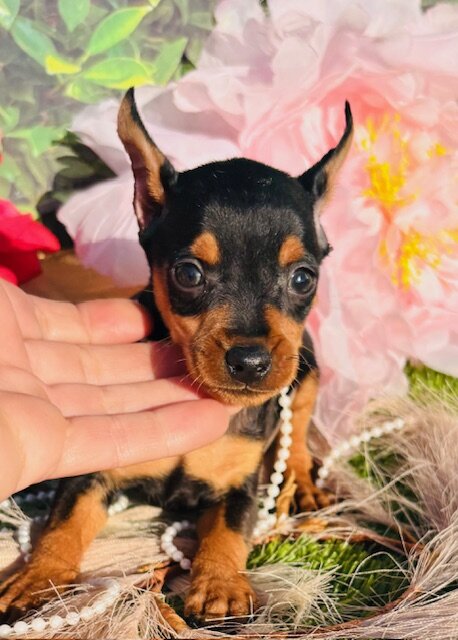 Miniature Pinscher puppies available! image 1