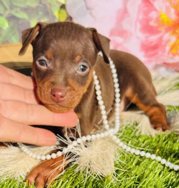 Miniature Pinscher puppies available! image 3