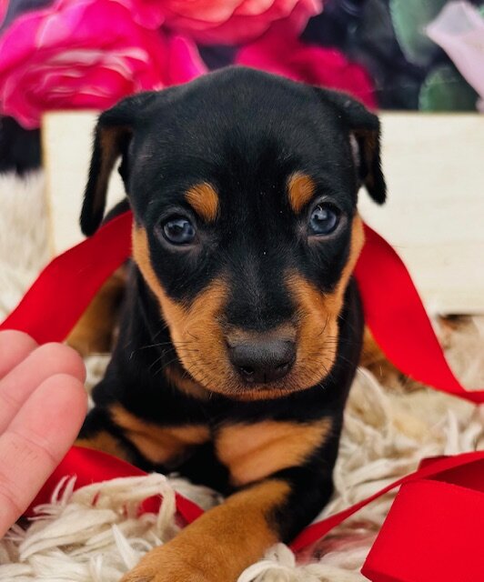 Miniature Pinscher puppies available! image 4