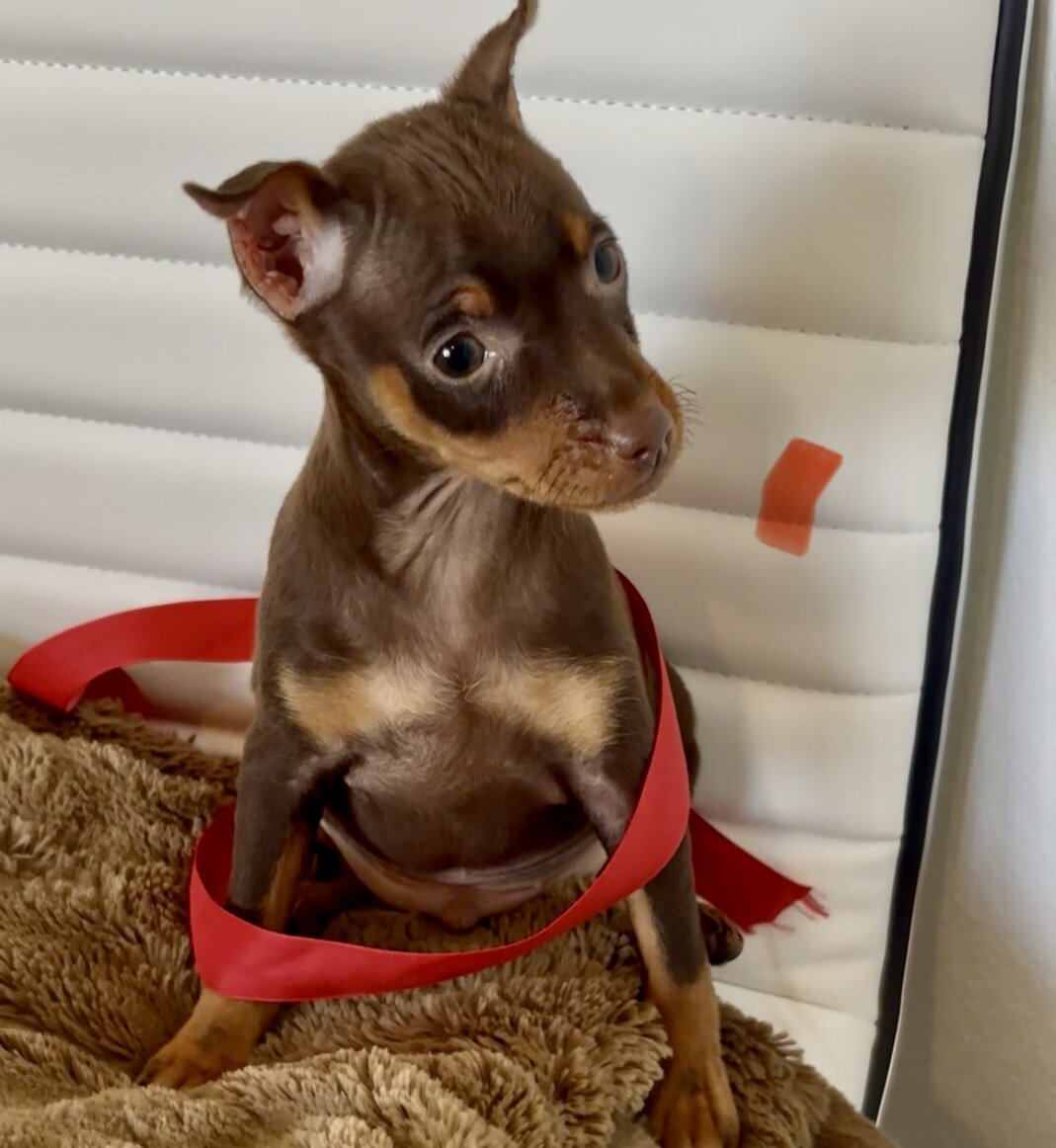 Miniature Pinscher puppies available! image 2